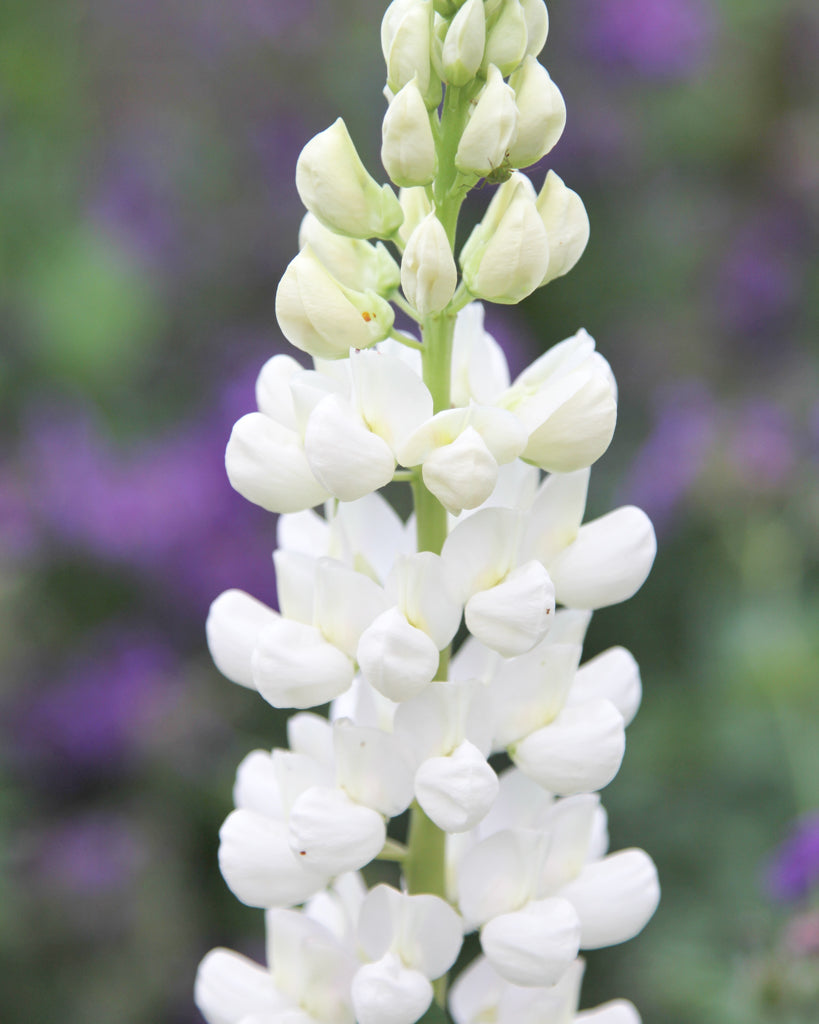 Nahaufnahme einer eleganten, cremeweißen Blütenkerze der Lupine (Lupinus polyphyllus Hybride ‘Fräulein’)