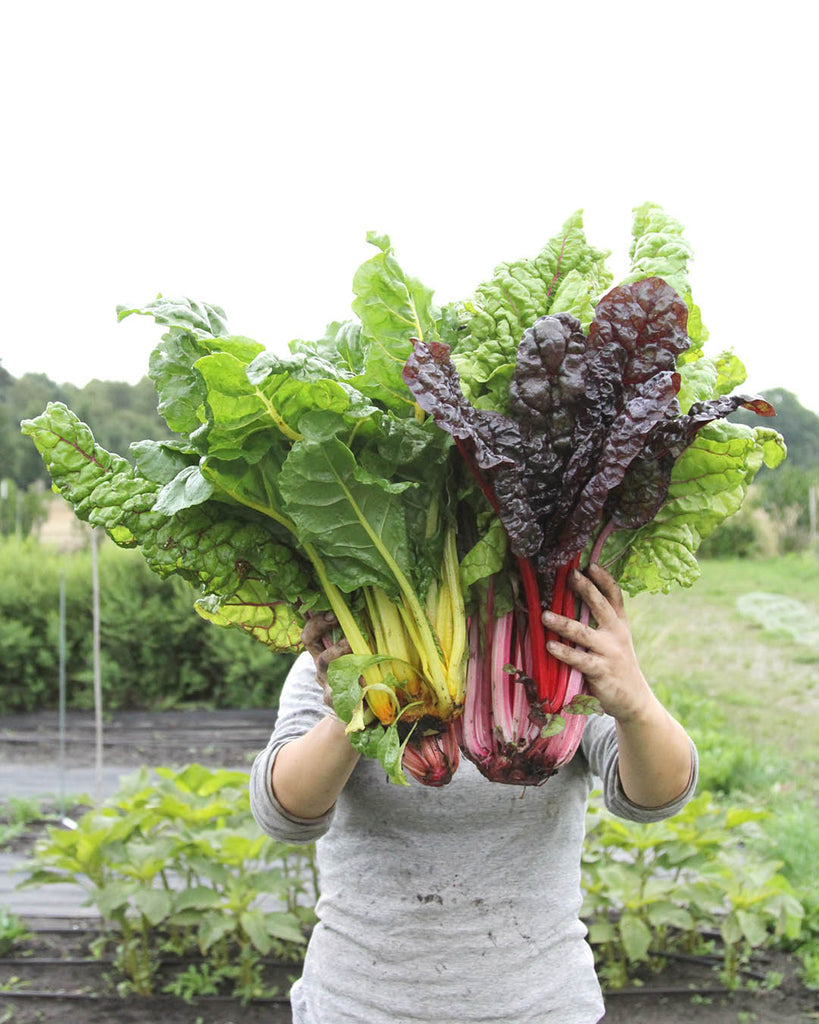 Mangold 'Bright Lights' - Beta vulgaris var. Vulgaris