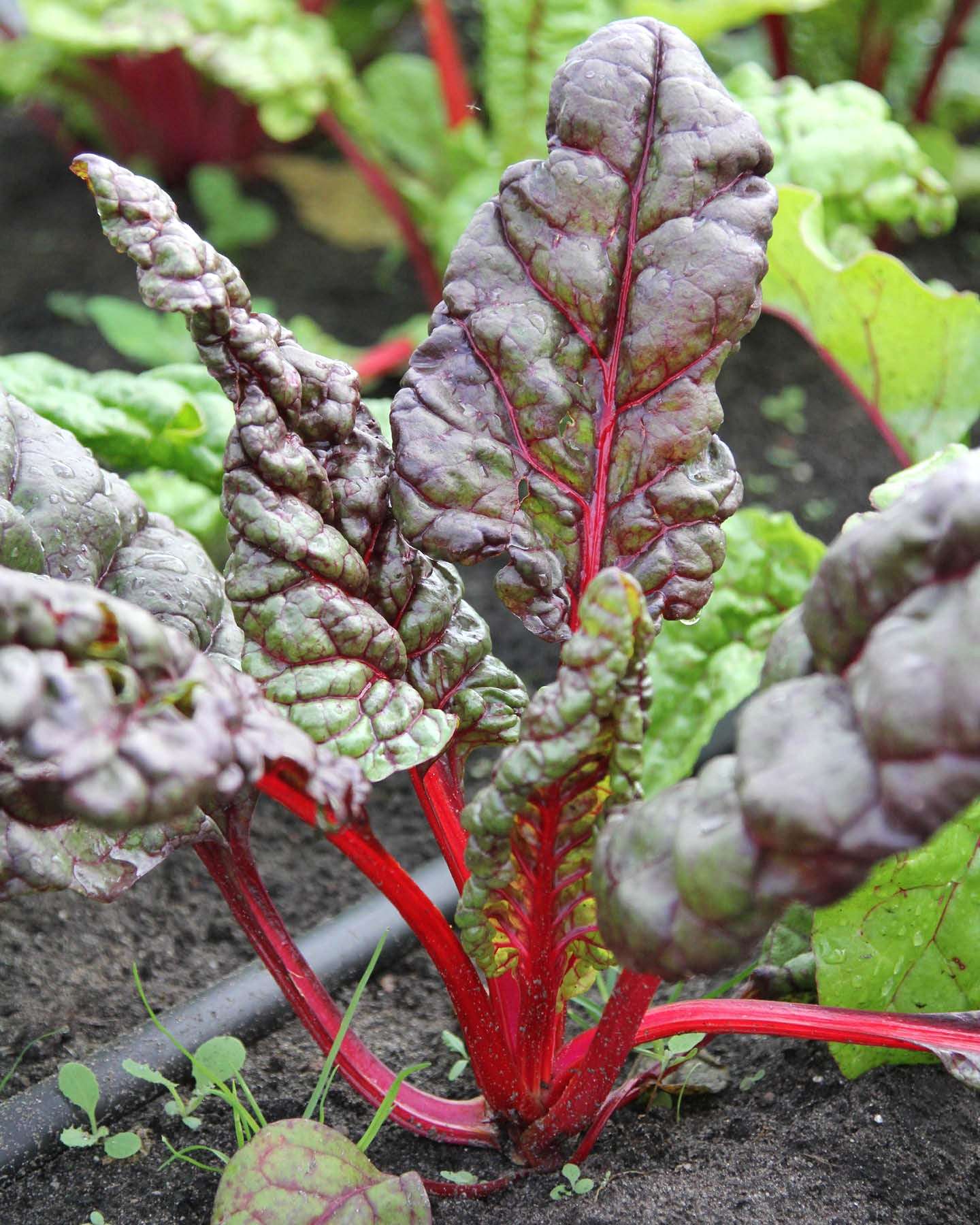 Mangold · 'Feurio' · BIO · Beta vulgaris var. Vulgaris · Saatgut von Gartenzauber