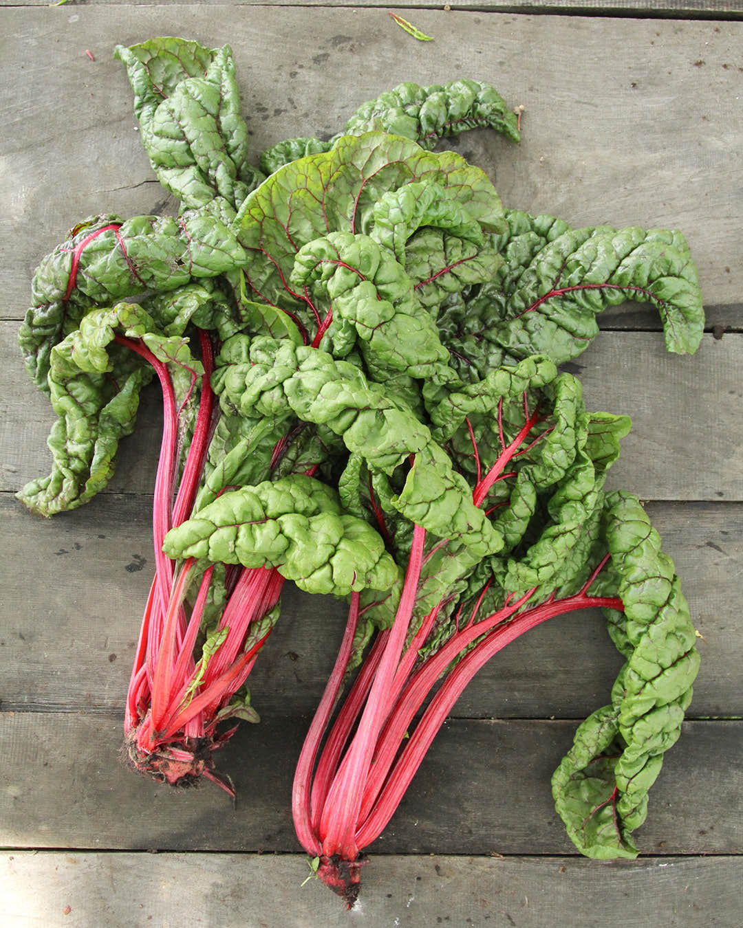 Mangold · 'Feurio' · BIO · Beta vulgaris var. Vulgaris · Saatgut von Gartenzauber