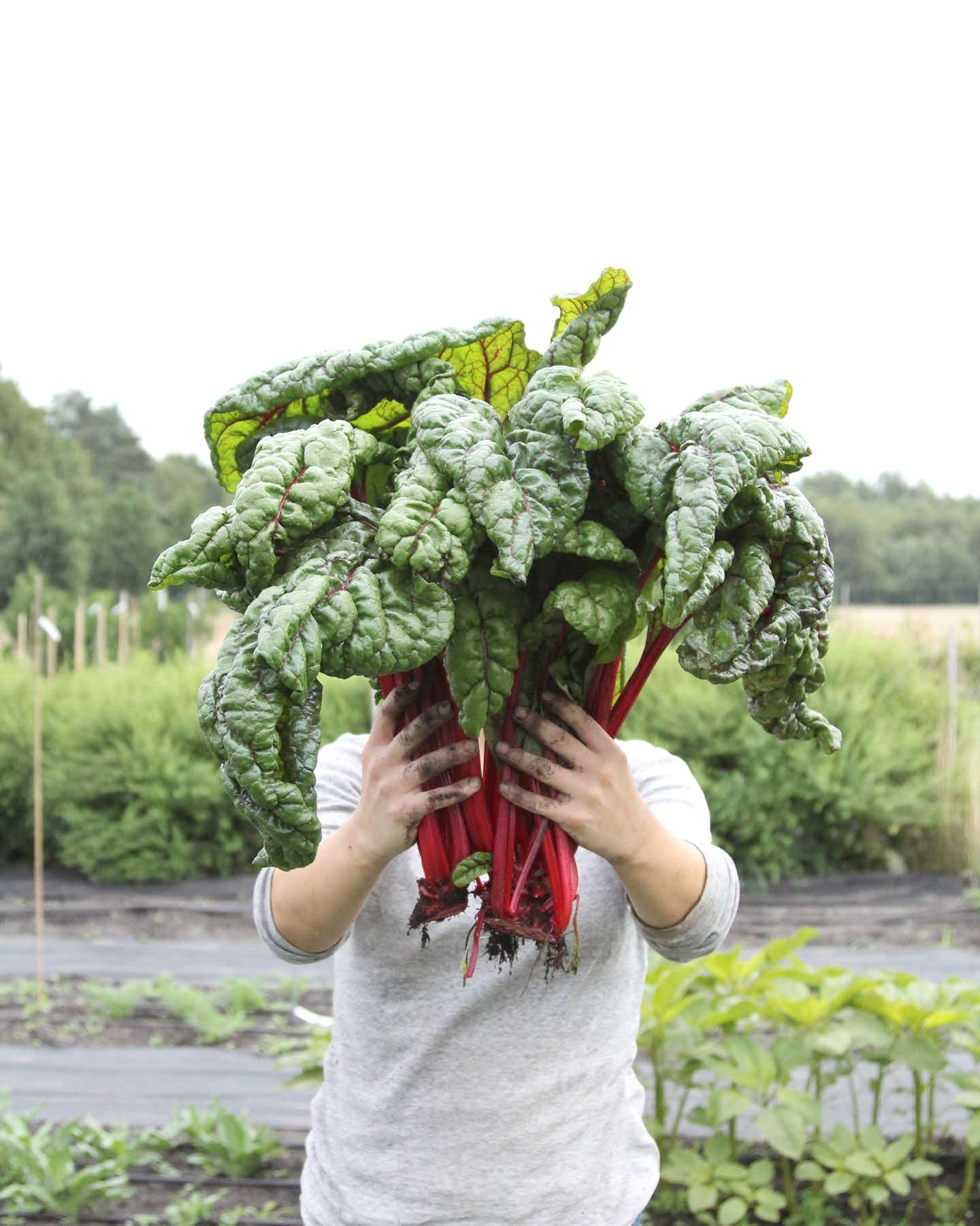 Mangold · 'Feurio' · BIO · Beta vulgaris var. Vulgaris · Saatgut von Gartenzauber