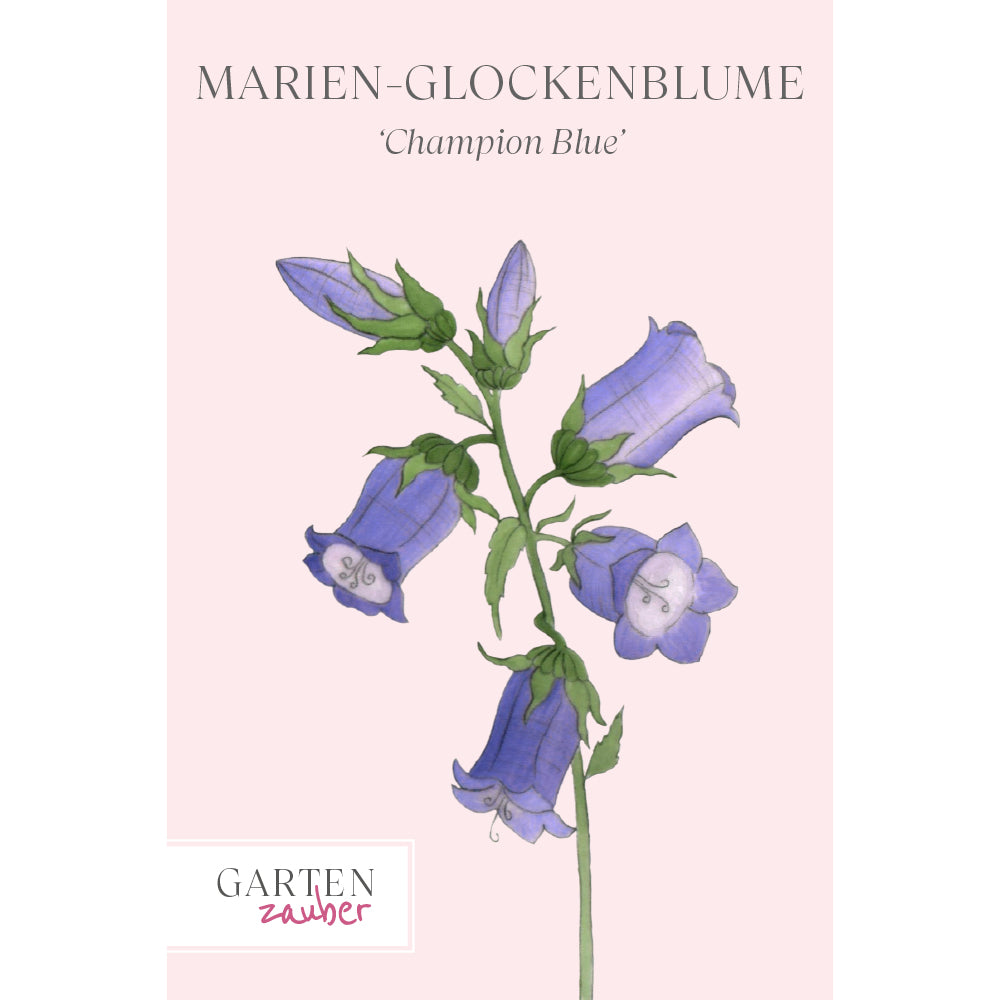 Bluehende Marien-Glockenblume - Campanula medium 'Champion Blue' aus der Gartenzauber-Saatgutserie