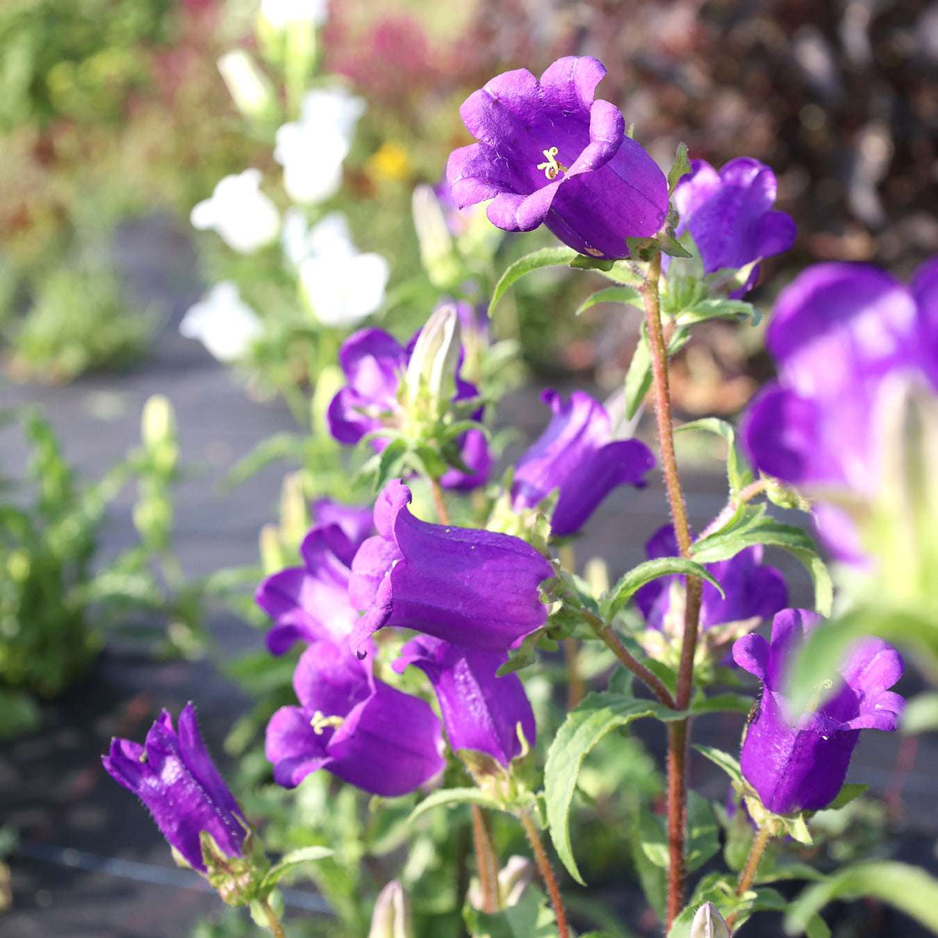 Bluehende Marien-Glockenblume - Campanula medium 'Champion Blue' aus der Gartenzauber-Saatgutserie