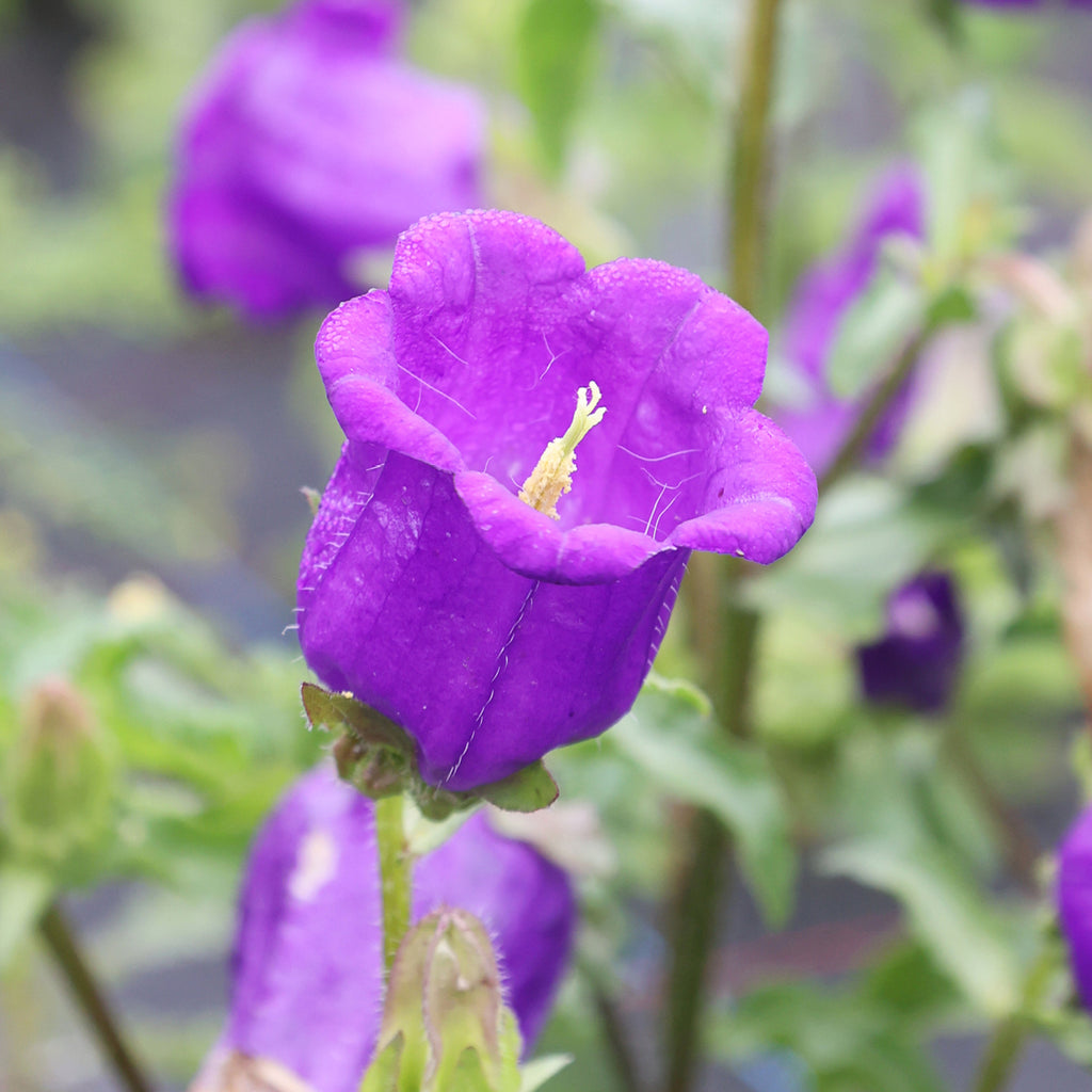 Marien-Glockenblume - Campanula medium 'Champion Blue'
