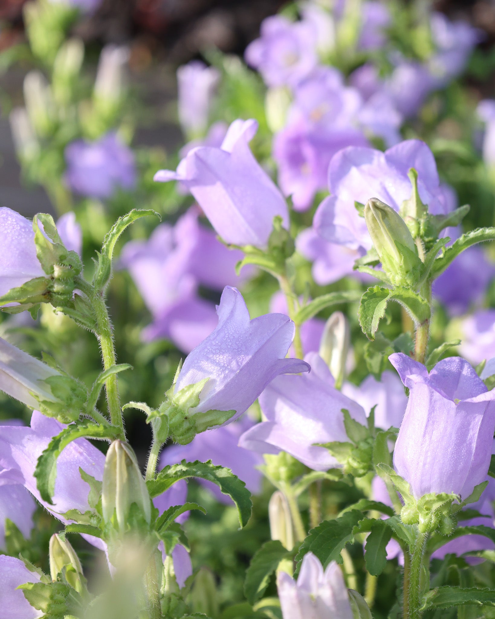 Lavendelfarbene, glockenförmige Blüten der Marien-Glockenblume ‚Champion Lavender‘.