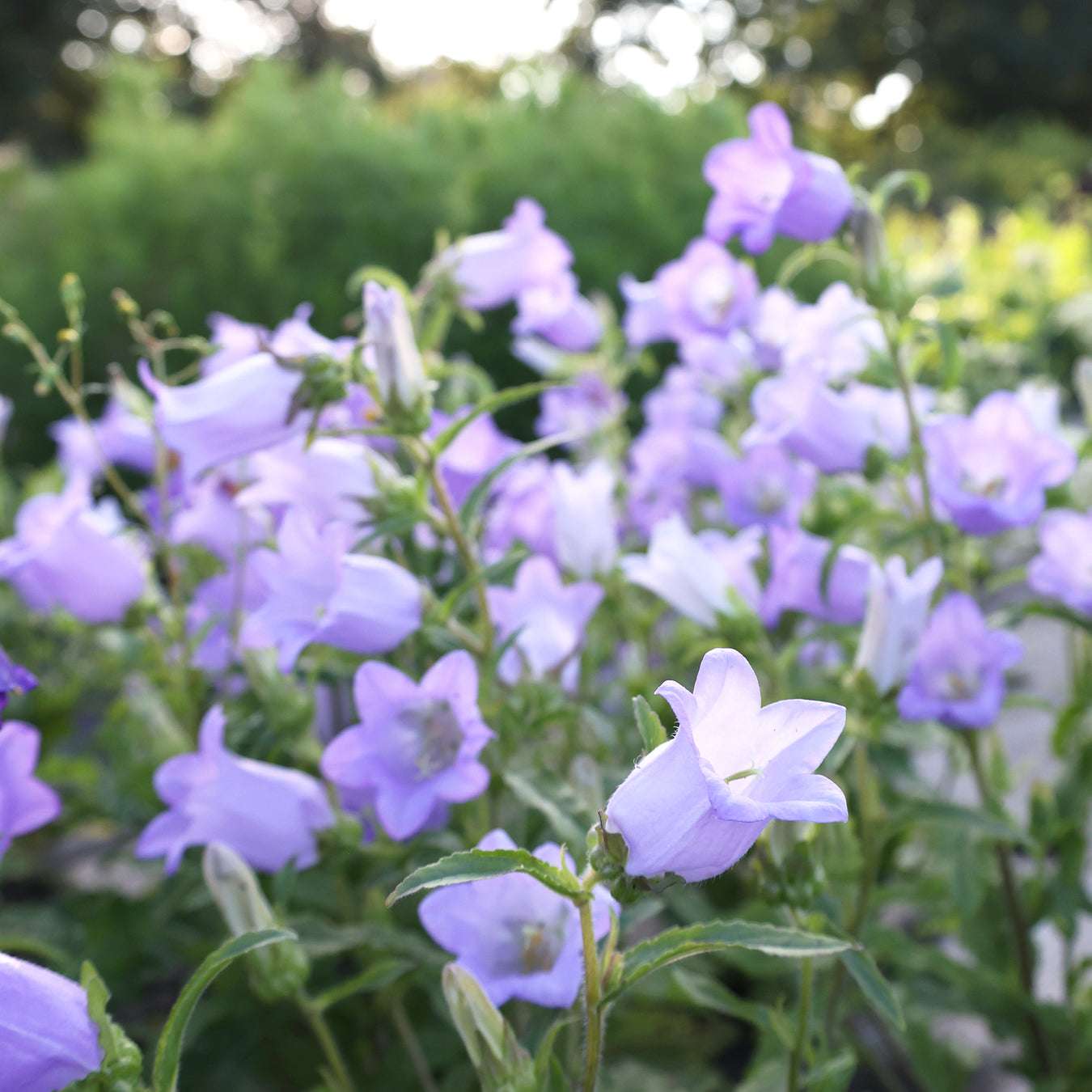 Bluehende Pflanze Marien-Glockenblumen 'Champion Lavender' Campanula medium aus der Gartenzauber-Saatgutserie