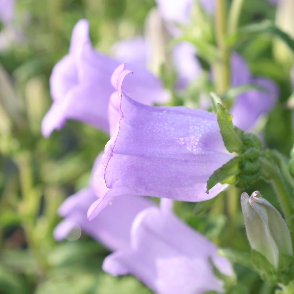 Bluehende Pflanze Marien-Glockenblumen 'Champion Lavender' Campanula medium aus der Gartenzauber-Saatgutserie