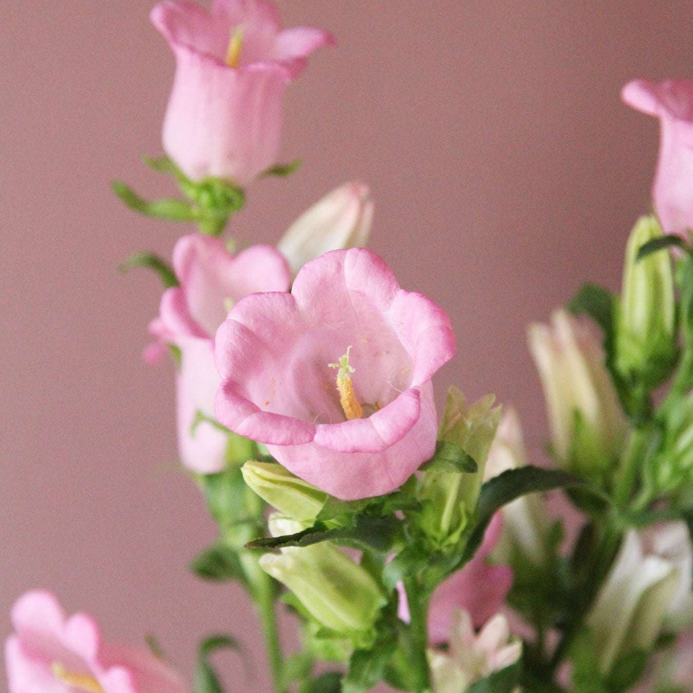 Bluehende Pflanze Marien-Glockenblumen 'Champion Pink' Campanula medium aus der Gartenzauber-Saatgutserie