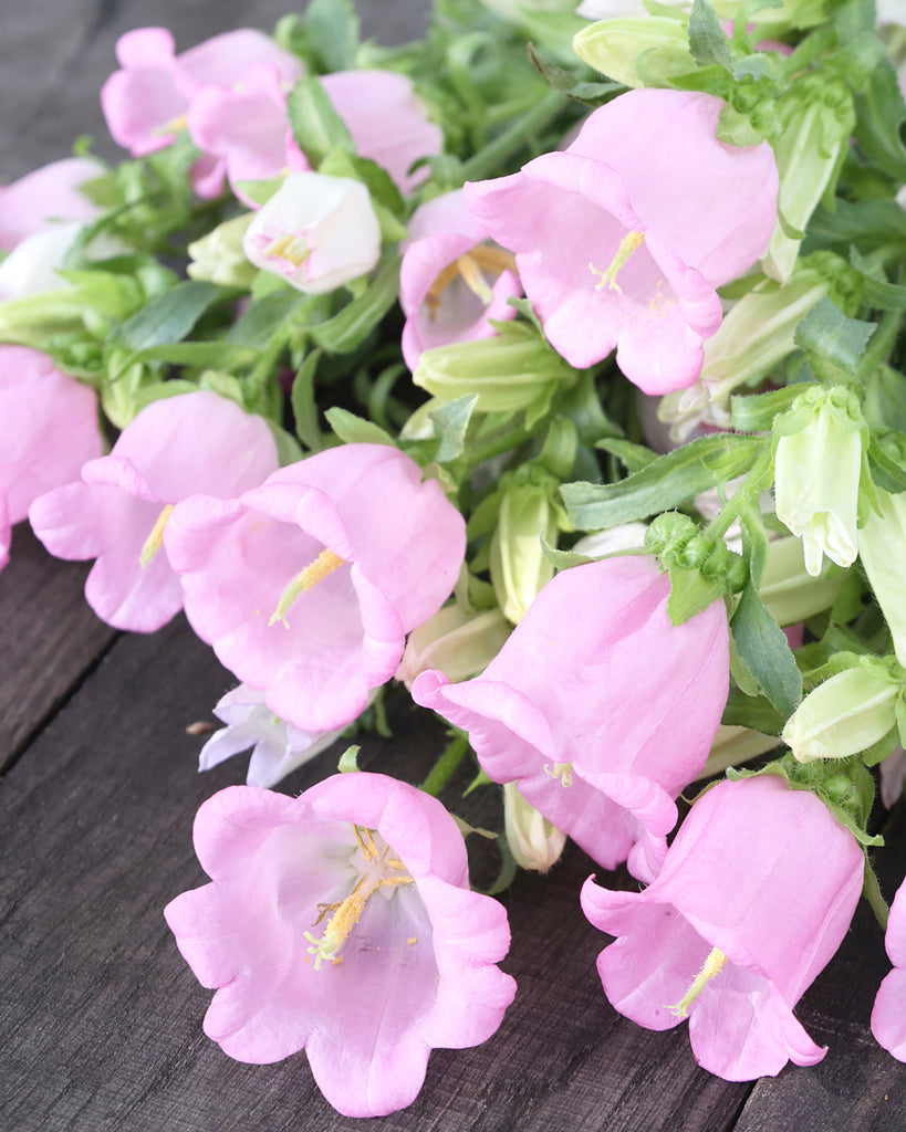 Bluehende Pflanze Marien-Glockenblumen 'Champion Pink' Campanula medium aus der Gartenzauber-Saatgutserie