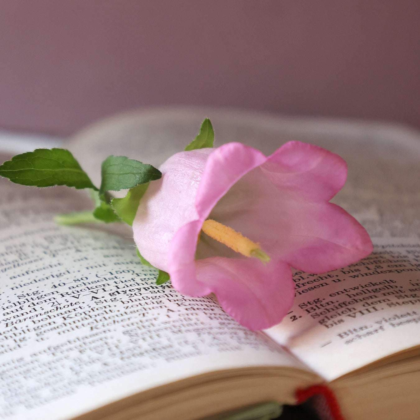 Bluehende Pflanze Marien-Glockenblumen 'Champion Pink' Campanula medium aus der Gartenzauber-Saatgutserie