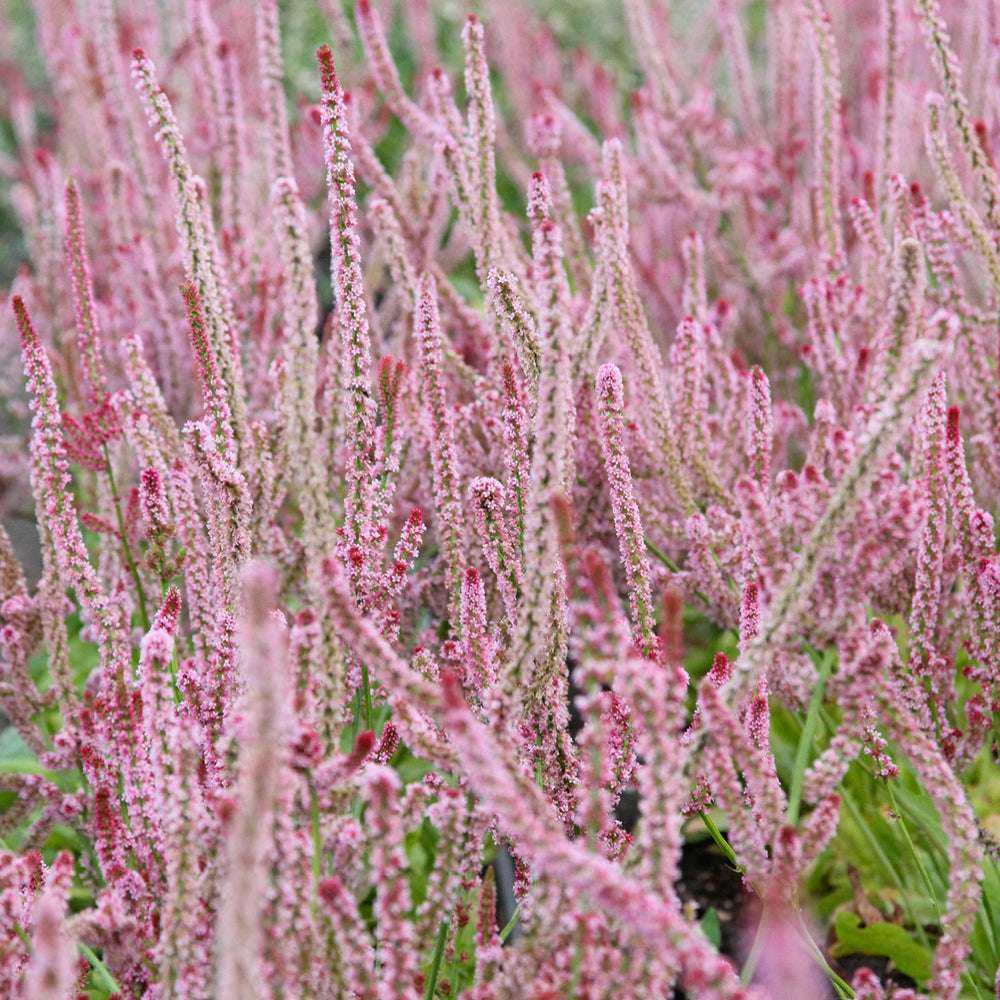 Bluehende Pflanze Meerlavendel-  Limonium suworowii 'Pink Pokers' aus der Gartenzauber-Saatgutserie
