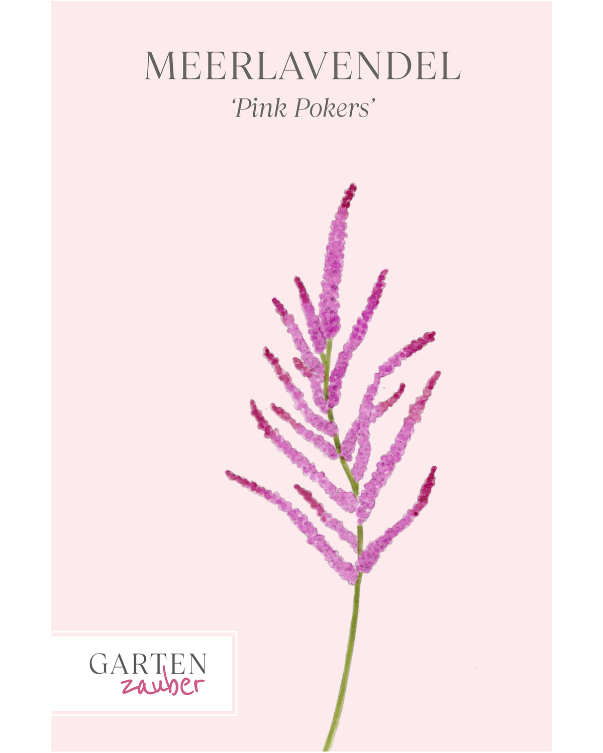 Vorderseite der Saatguttüte Meerlavendel ‘Pink Pokers’ – Limonium suworowii mit handgezeichneter Illustration der vertikalen Blütenrispen aus vielen kleinen, rosafarbenen Blüten aus der Gartenzauber-Saatgutserie.
