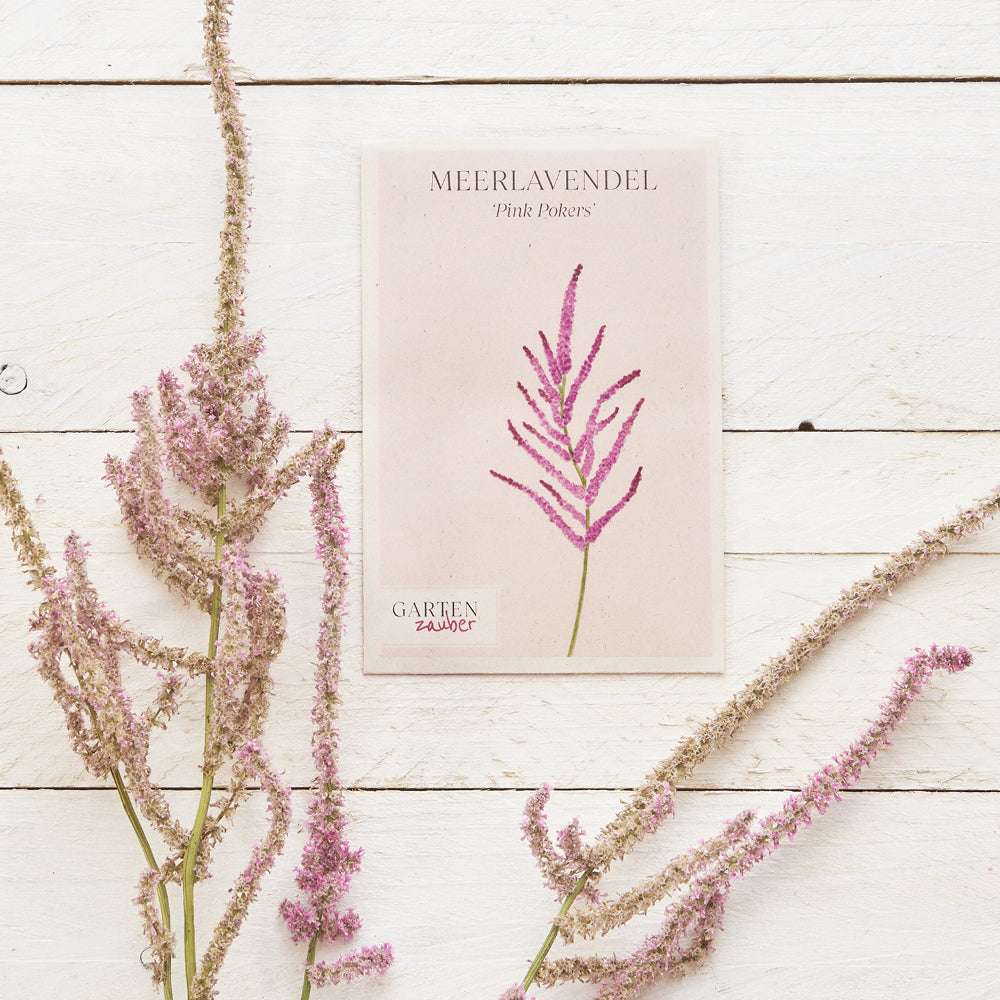 Vorderansicht Saatguttuete  Meerlavendel-  Limonium suworowii 'Pink Pokers'  aus der Gartenzauber-Saatgutserie dekoriert mit der blühenden Pflanze