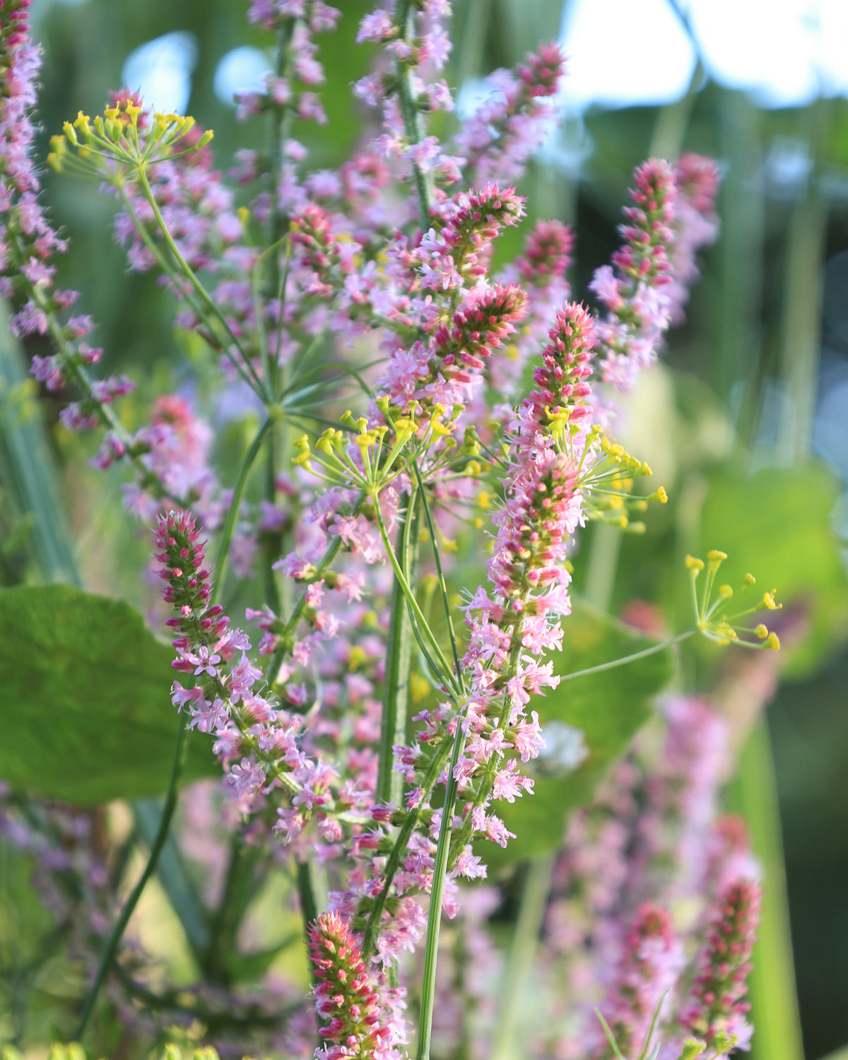 Mehrere vertikale Blütenrispen des Meerlavendels (Limonium suworowii) ‘Pink Pokers’ mit vielen kleinen, rosafarbenen Blüten blühend mit gelben Dill im Gartenbeet.