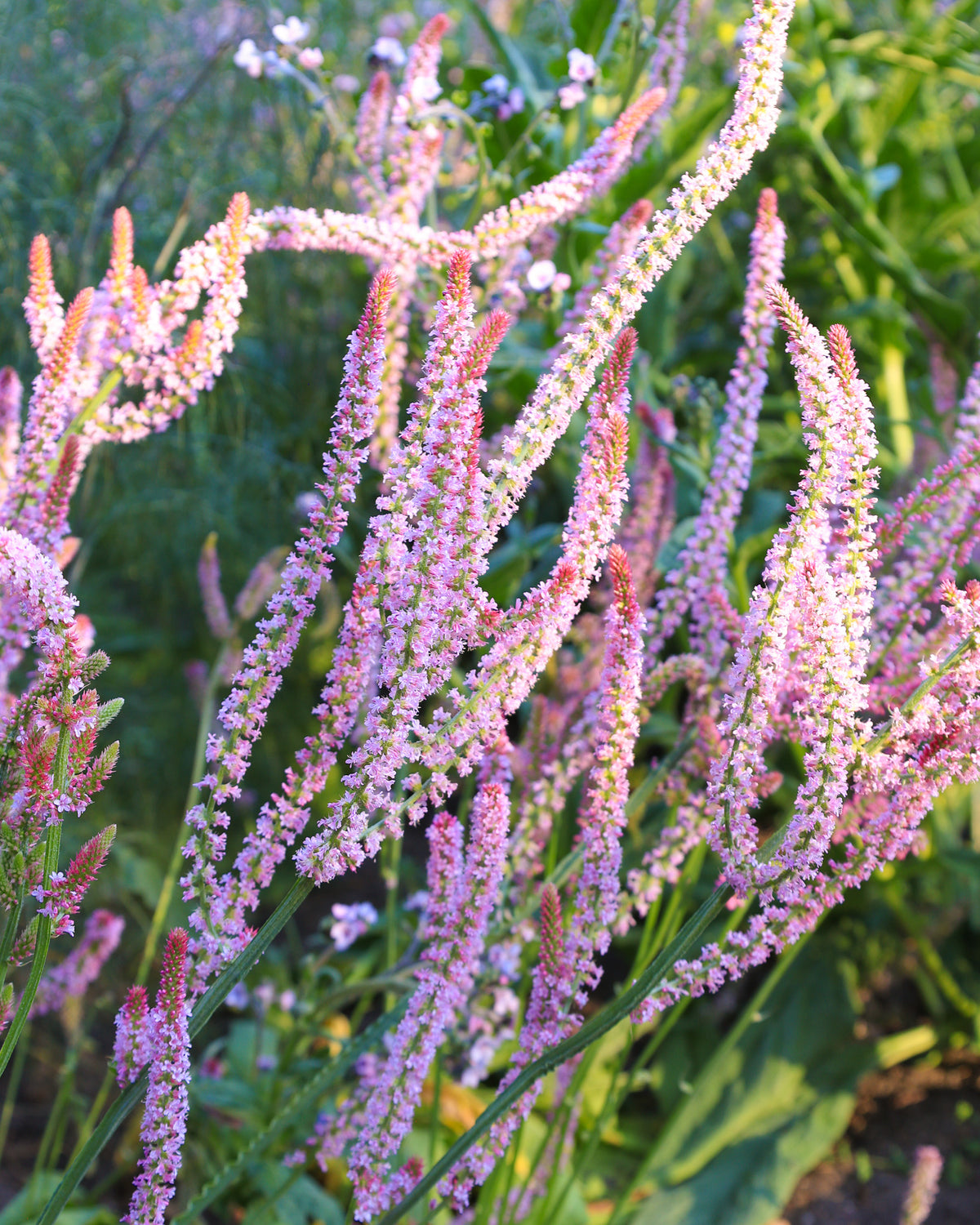 Mehrere vertikale Blütenrispen des Meerlavendels (Limonium suworowii) ‘Pink Pokers’ mit vielen kleinen, rosafarbenen Blüten blühend im Gartenbeet.