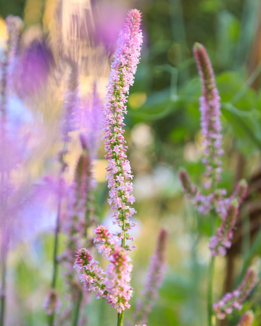 Mehrere vertikale Blütenrispen des Meerlavendels (Limonium suworowii) ‘Pink Pokers’ mit vielen kleinen, rosafarbenen Blüten blühend im Gartenbeet.