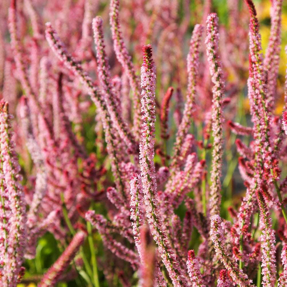 Bluehende Pflanze Meerlavendel-  Limonium suworowii 'Pink Pokers' aus der Gartenzauber-Saatgutserie