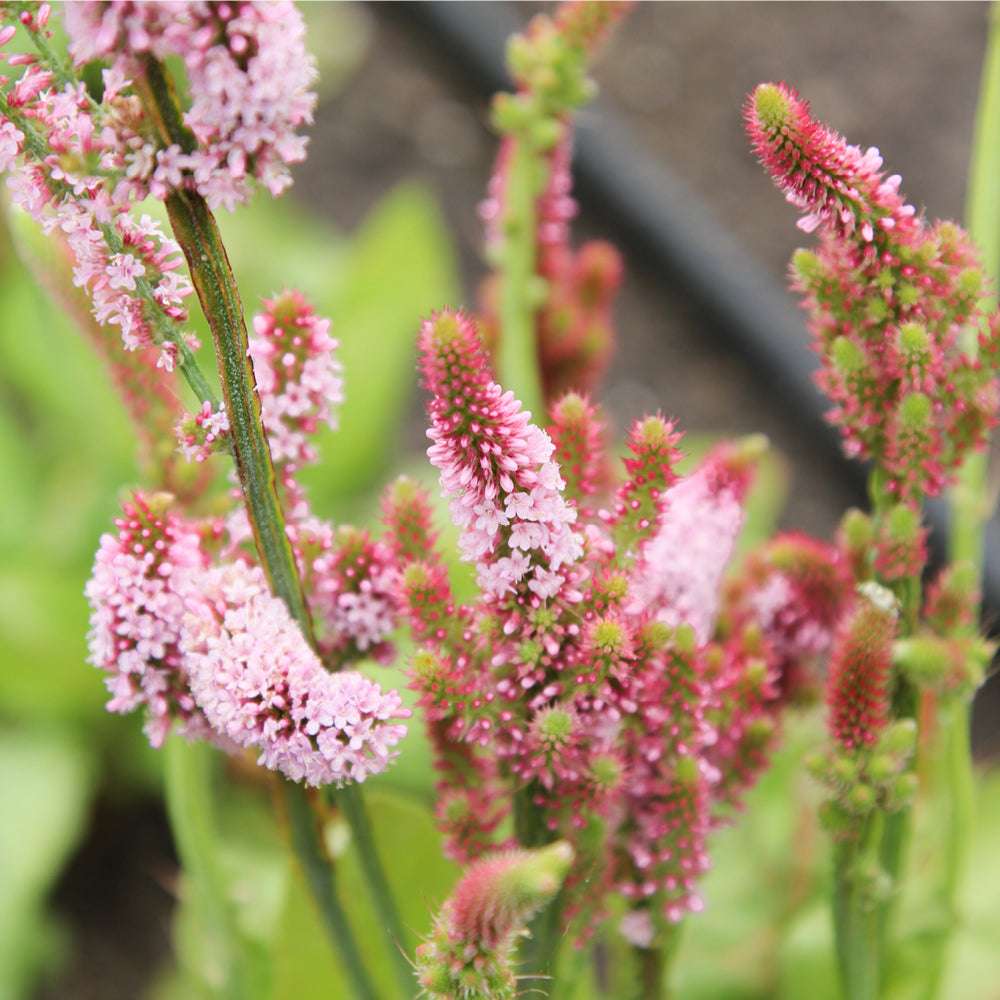 Bluehende Pflanze Meerlavendel-  Limonium suworowii 'Pink Pokers' aus der Gartenzauber-Saatgutserie