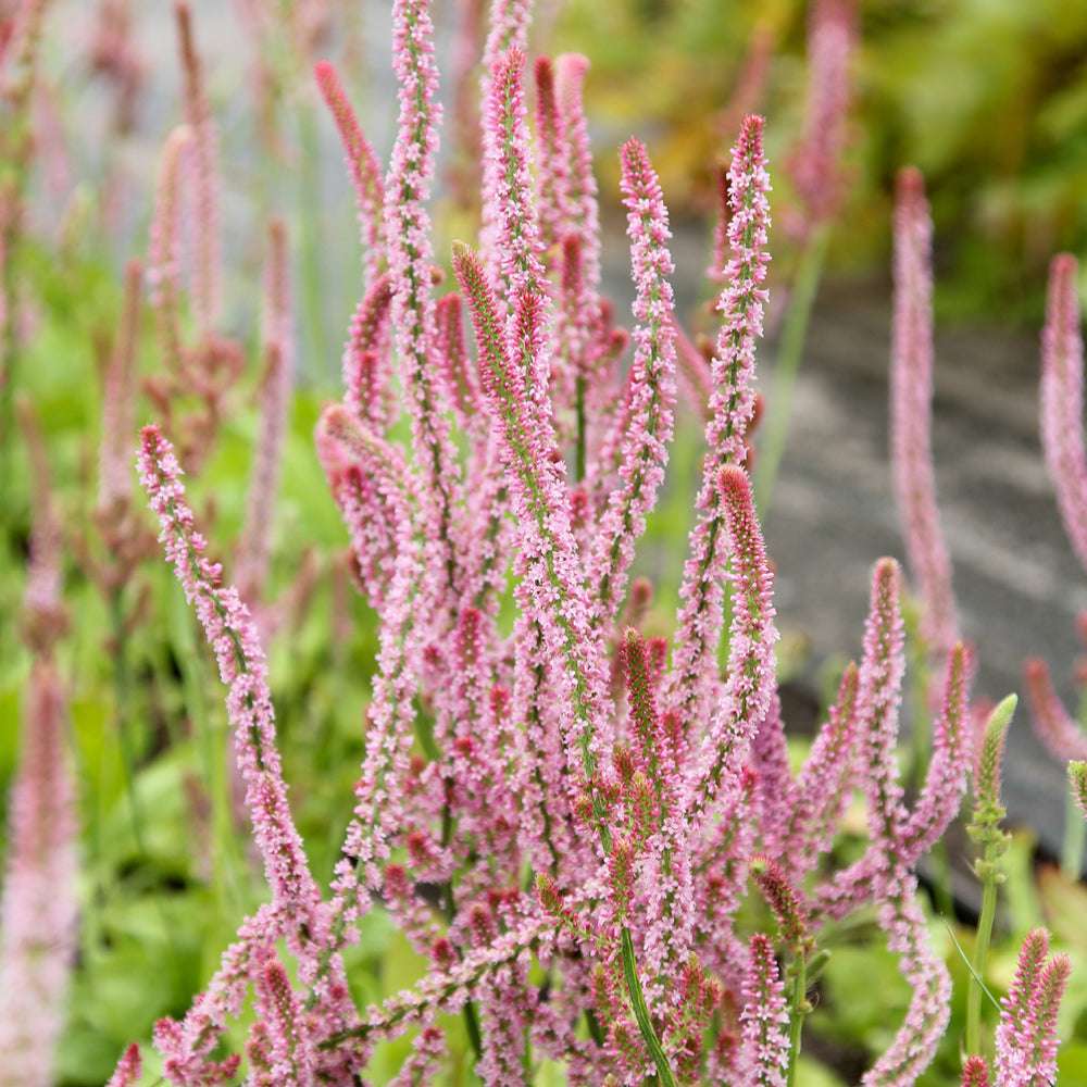 Bluehende Pflanze Meerlavendel-  Limonium suworowii 'Pink Pokers' aus der Gartenzauber-Saatgutserie
