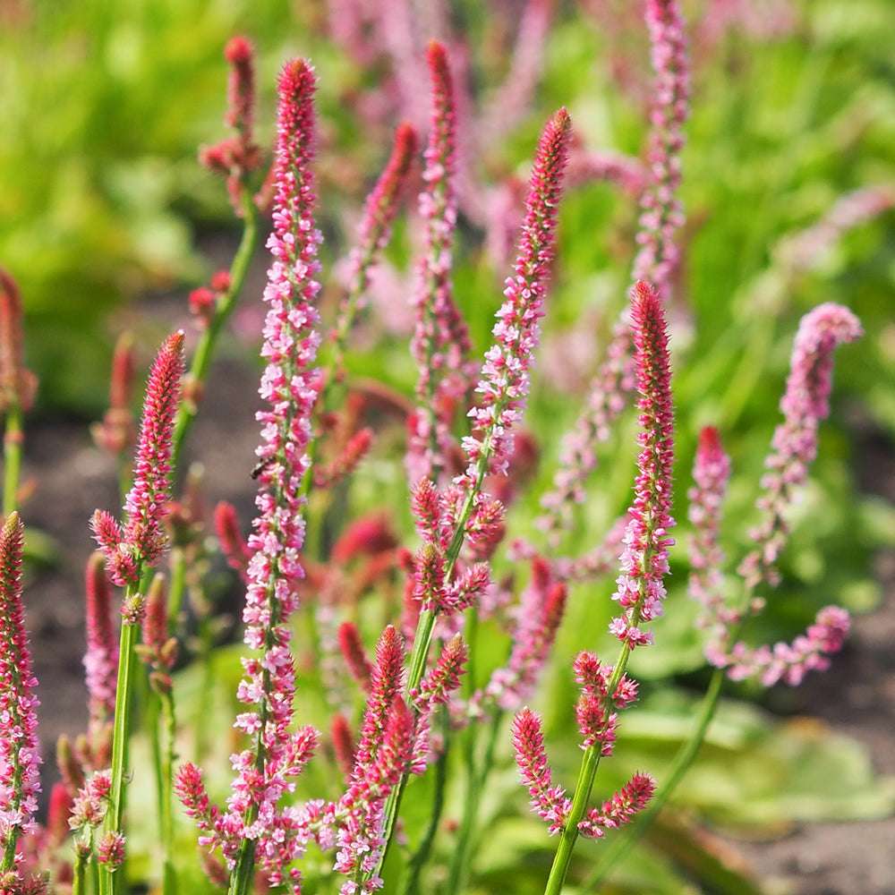 Bluehende Pflanze Meerlavendel-  Limonium suworowii 'Pink Pokers' aus der Gartenzauber-Saatgutserie