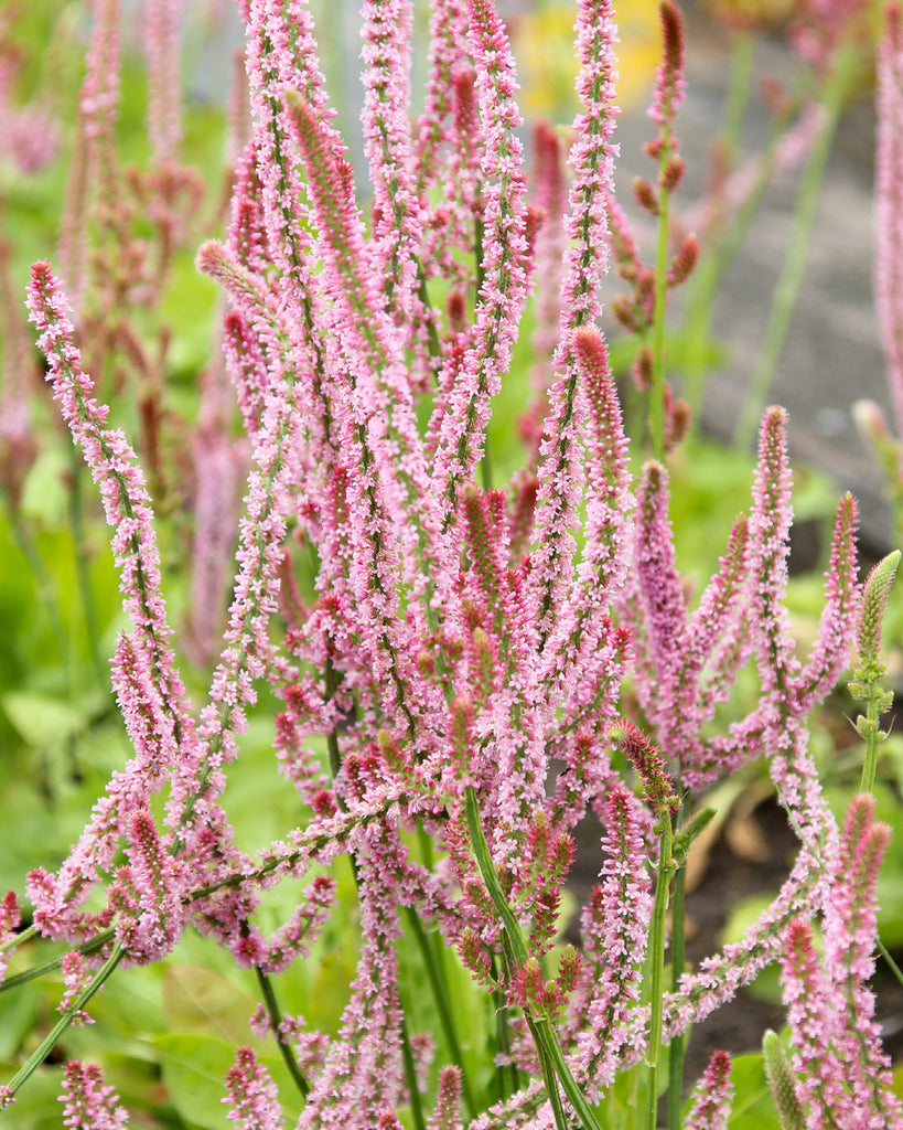 Bluehende Pflanze Meerlavendel-  Limonium suworowii 'Pink Pokers' aus der Gartenzauber-Saatgutserie