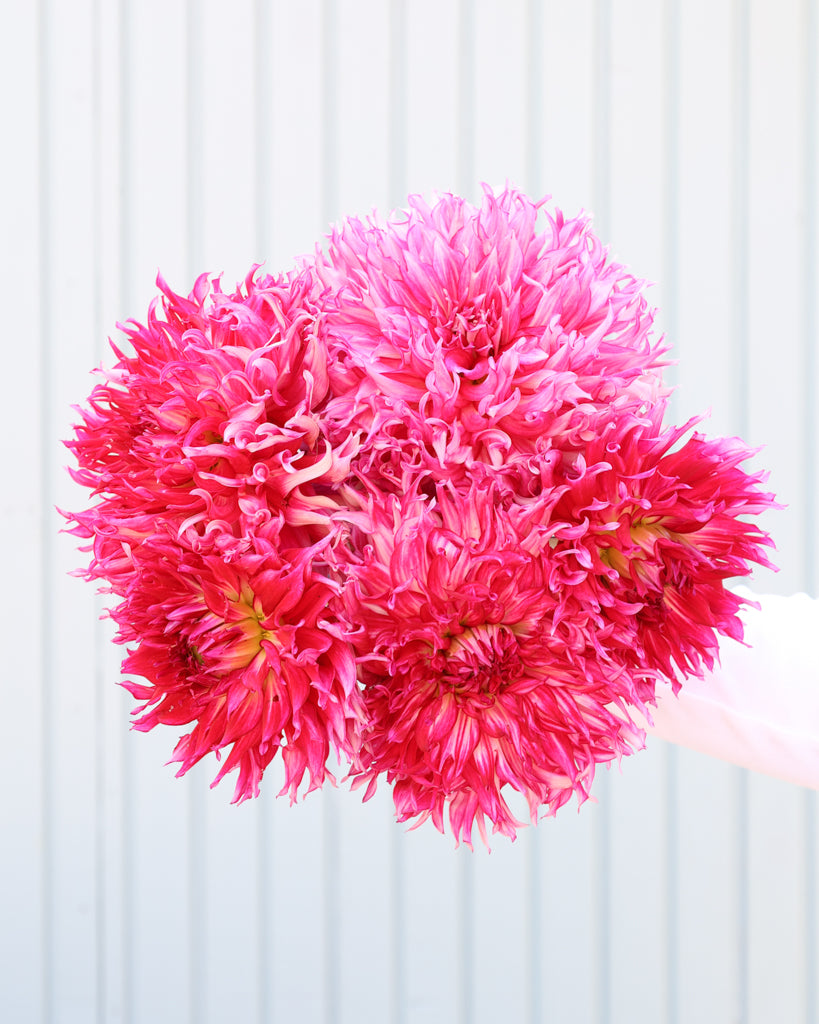 Ein Dahlienstrauß der Sorte Millenium vor einem hellblauen Hintergrund.