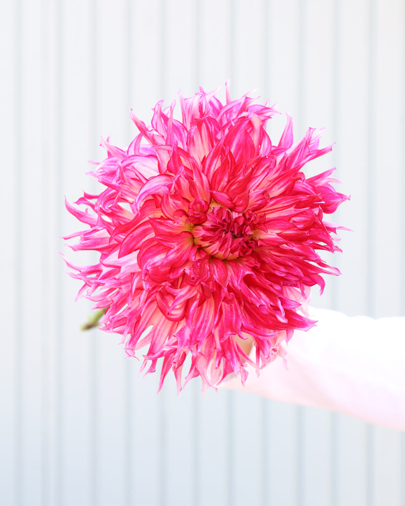 Eine Dahlienbluete der Sorte Millenium vor einem hellblauen Hintergrund.