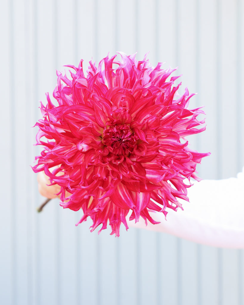 Eine Dahlienbluete der Sorte Millenium vor einem hellblauen Hintergrund.