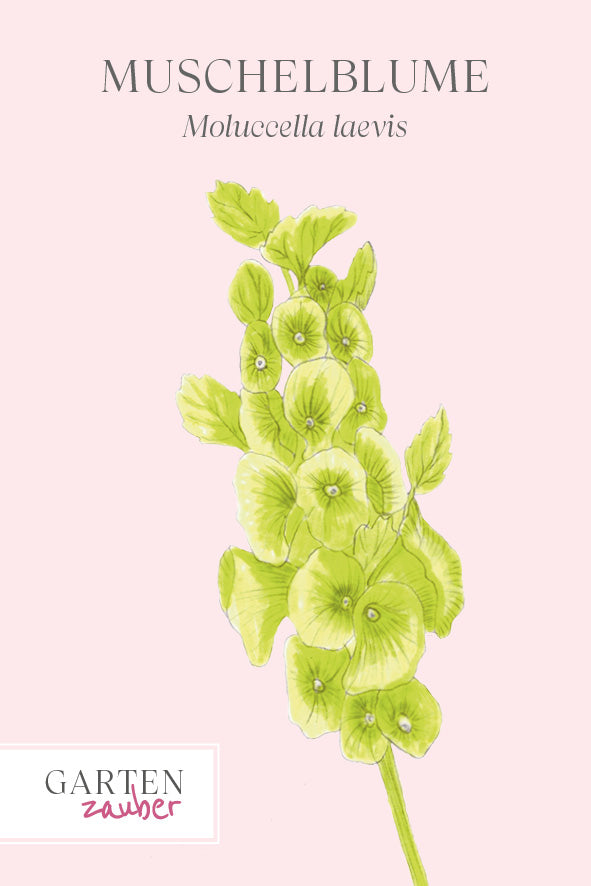 Vorderansicht Saatguttuete  Muschelblume - Moluccella laevis aus der Gartenzauber-Saatgutserie
