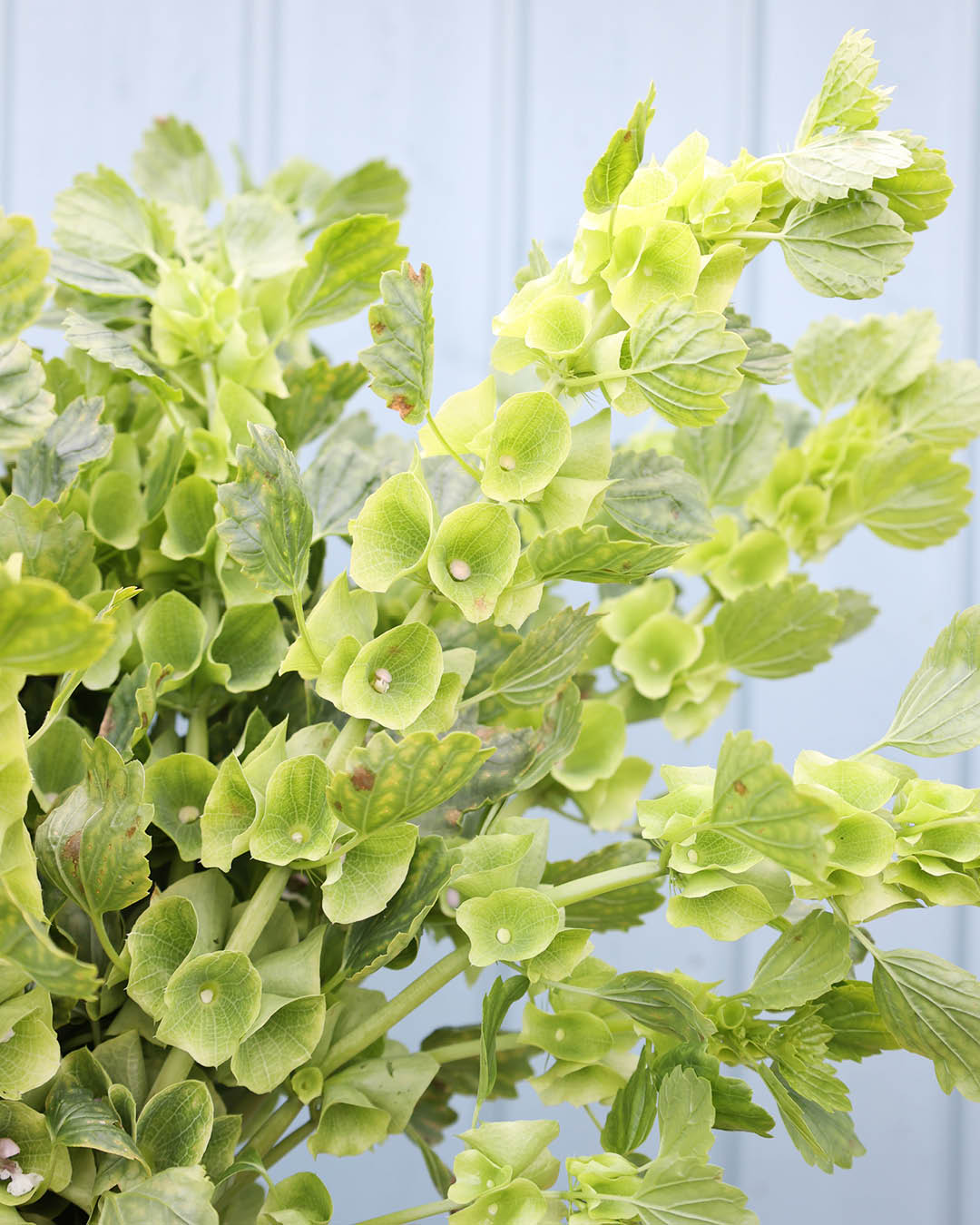 Bluehende Pflanze Muschelblume - Moluccella laevis aus der Gartenzauber-Saatgutserie