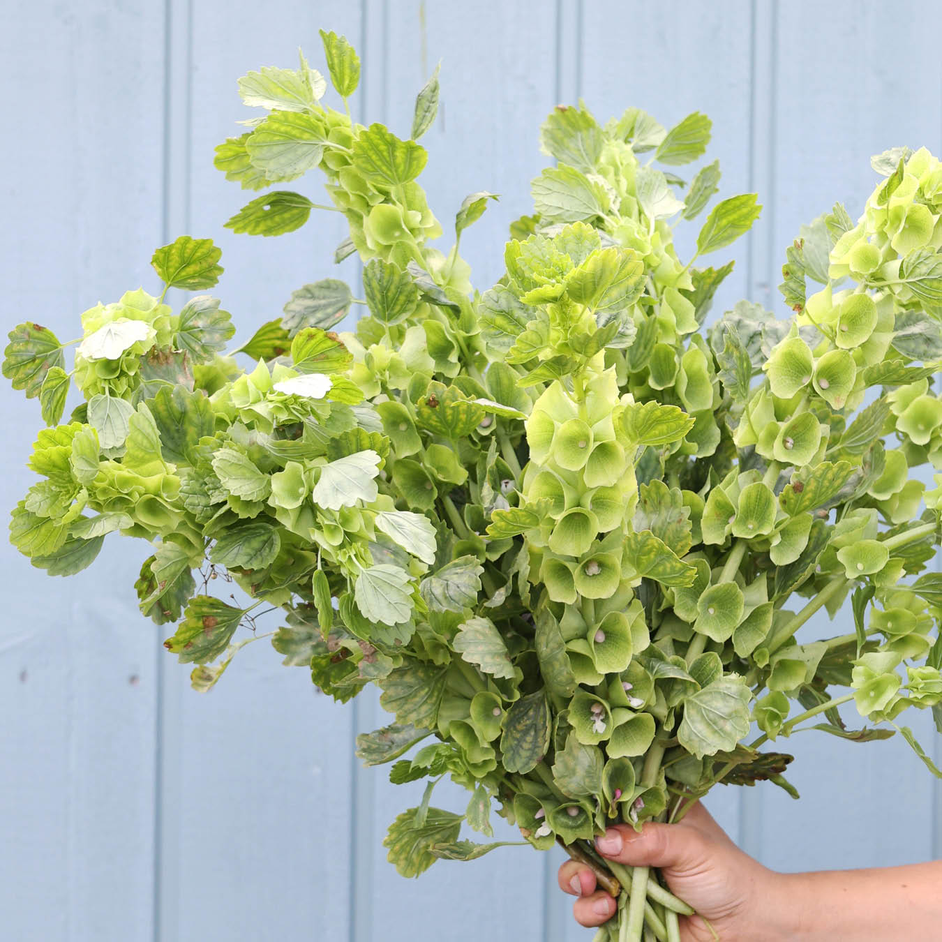 Bluehende Pflanze Muschelblume - Moluccella laevis aus der Gartenzauber-Saatgutserie