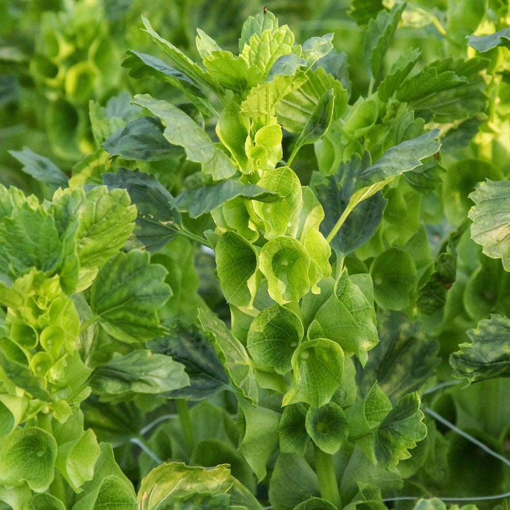 Bluehende Pflanze Muschelblume - Moluccella laevis aus der Gartenzauber-Saatgutserie