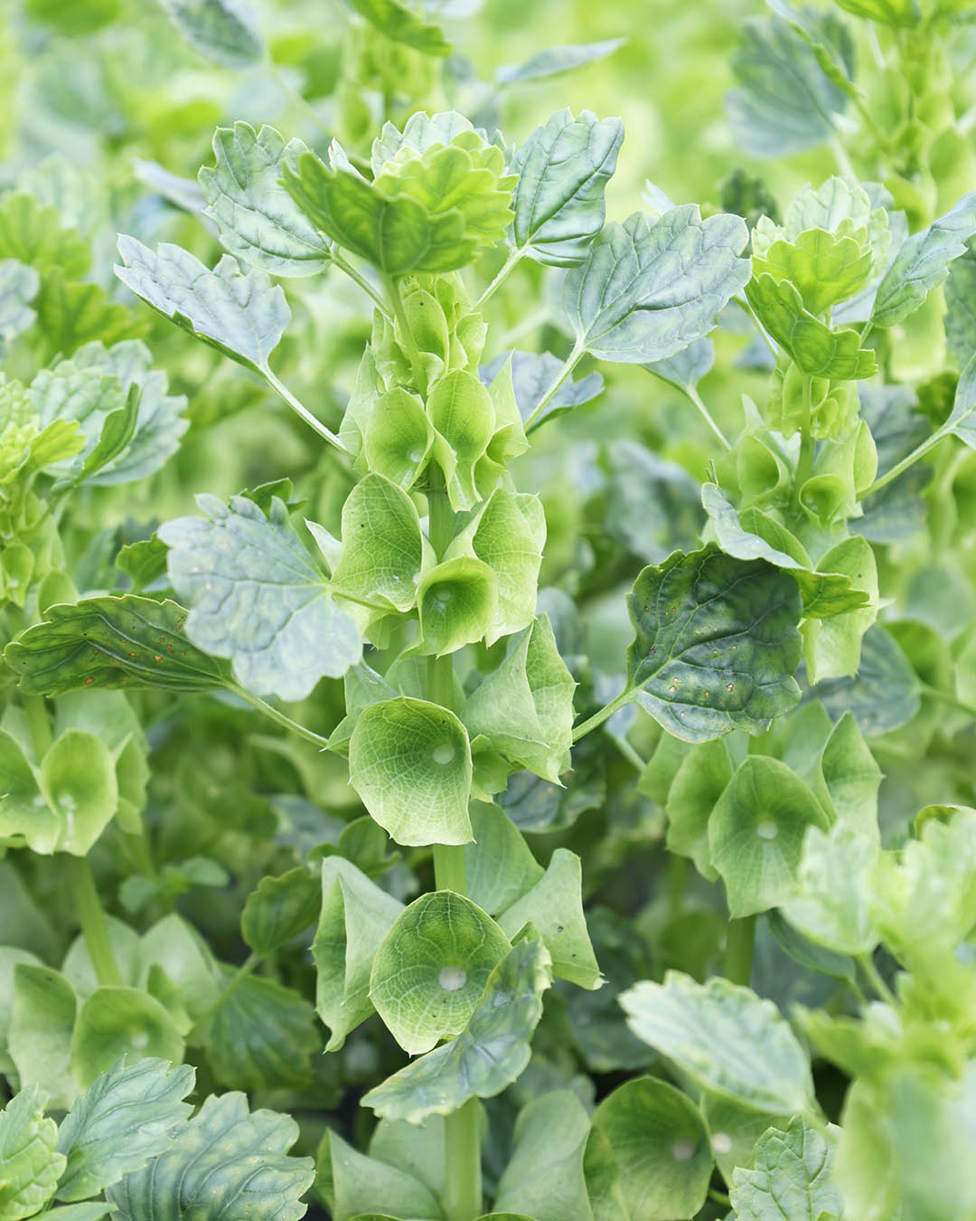 Bluehende Pflanze Muschelblume - Moluccella laevis aus der Gartenzauber-Saatgutserie