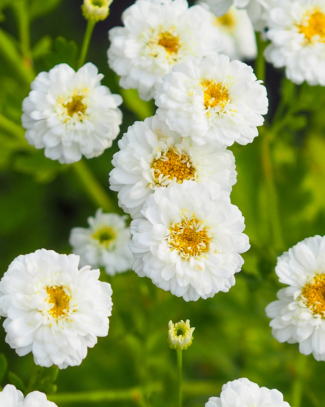 Bluehende Pflanze Mutterkraut - Chrysanthemum parthenium `Tetra White` aus der Gartenzauber-Saatgutserie