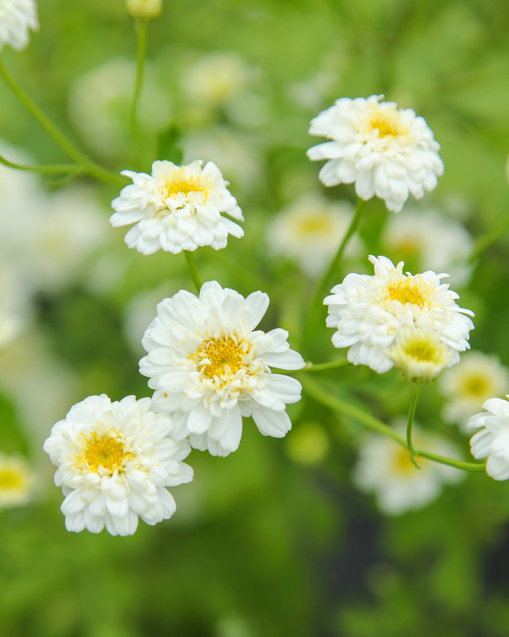 Weiße Blüten des Mutterkrauts ‚Tetra White‘ mit gelber Mitte und lockerer Wuchsform.