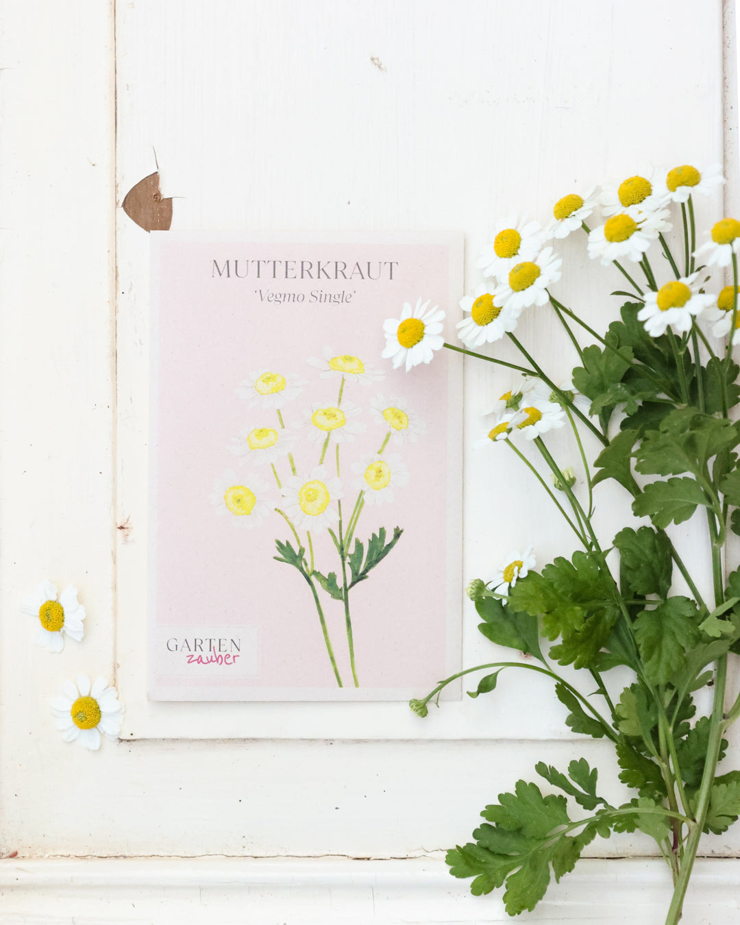 Reinweiße Blüten des Mutterkrauts ‚Vegmo Single‘ mit gelber Mitte als frischer Lichtakzent neben der Saatguttüte.