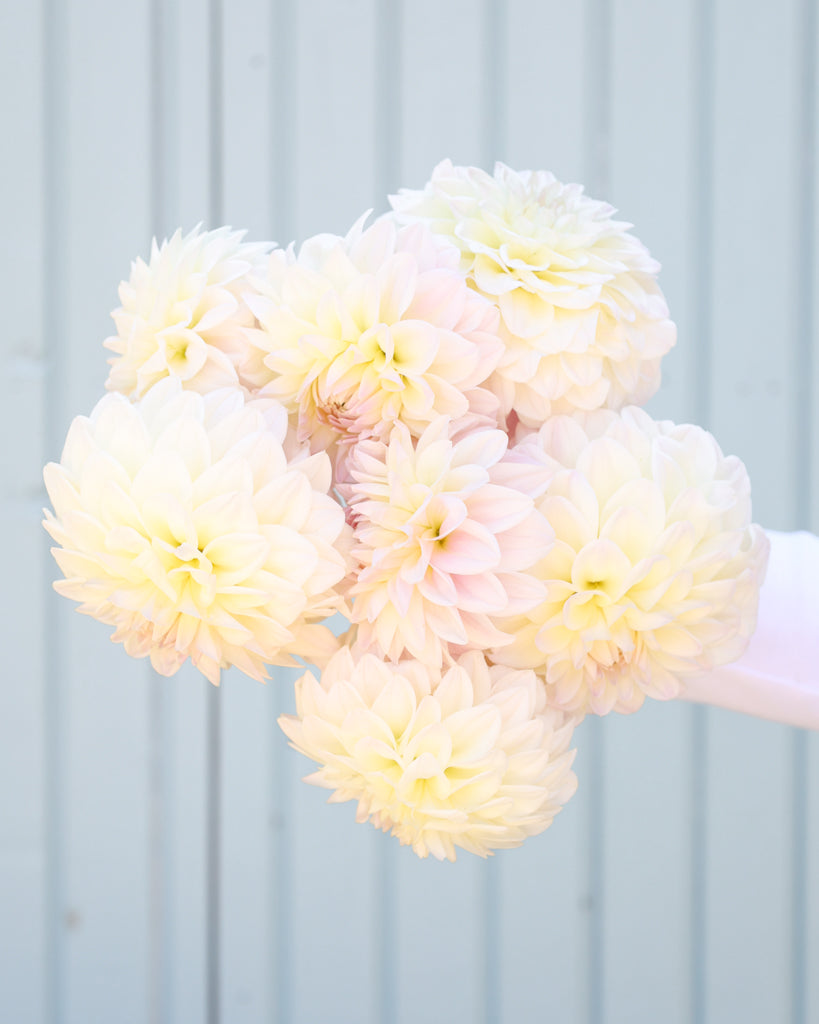 Ein Strauß Dahlien der Sorte Narrows Ryder vor einem hellblauen Hintergrund.