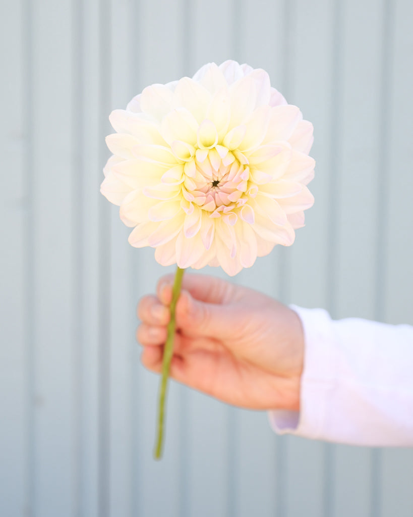 Eine Dahlienbluete der Sorte Narrows Ryder vor einem hellblauen Hintergrund.