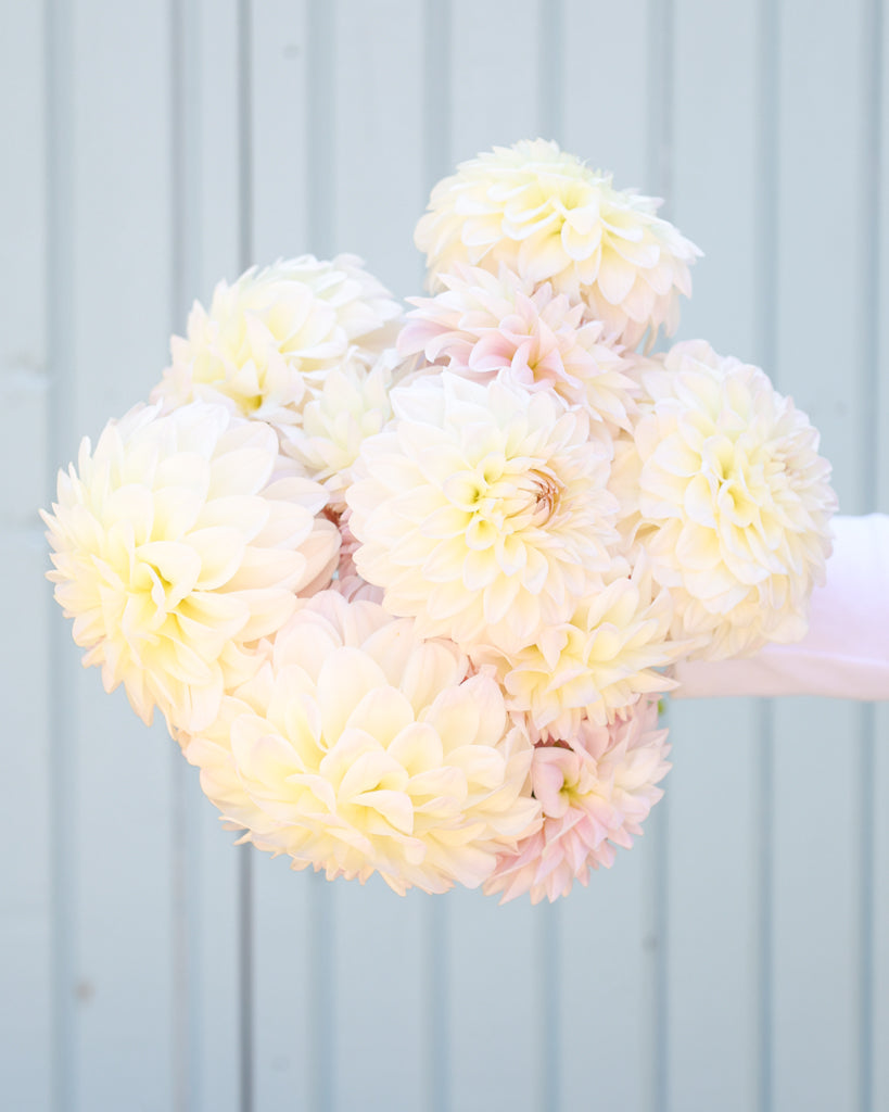 Ein Strauß Dahlien der Sorte Narrows Ryder vor einem hellblauen Hintergrund.