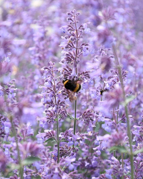 Blaue Katzenminze Saatgut  Lavendelblaue Sommerblume | Gartenzauber