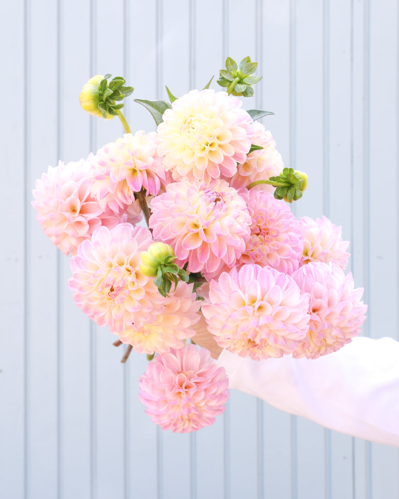 EIn Dahlienstrauß mit Blüten der Sorte Odyssey vor einem hellblauen Hintergrund.