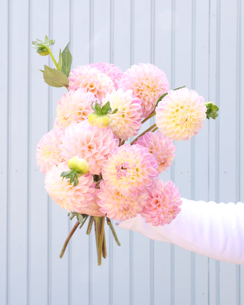 EIn Dahlienstrauß mit Blüten der Sorte Odyssey vor einem hellblauen Hintergrund.