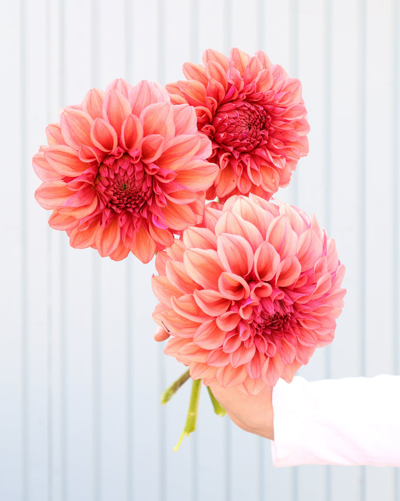 Drei Dahlienblueten der Sorte Orange Globe vor einem hellblauen HIntergrund.