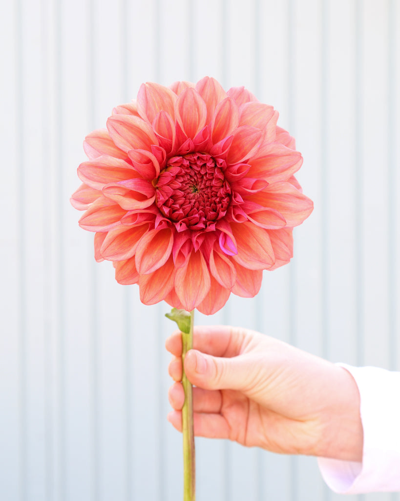 Eine Dahlienbluete der Sorte Orange Globe vor einem hellblauen HIntergrund.