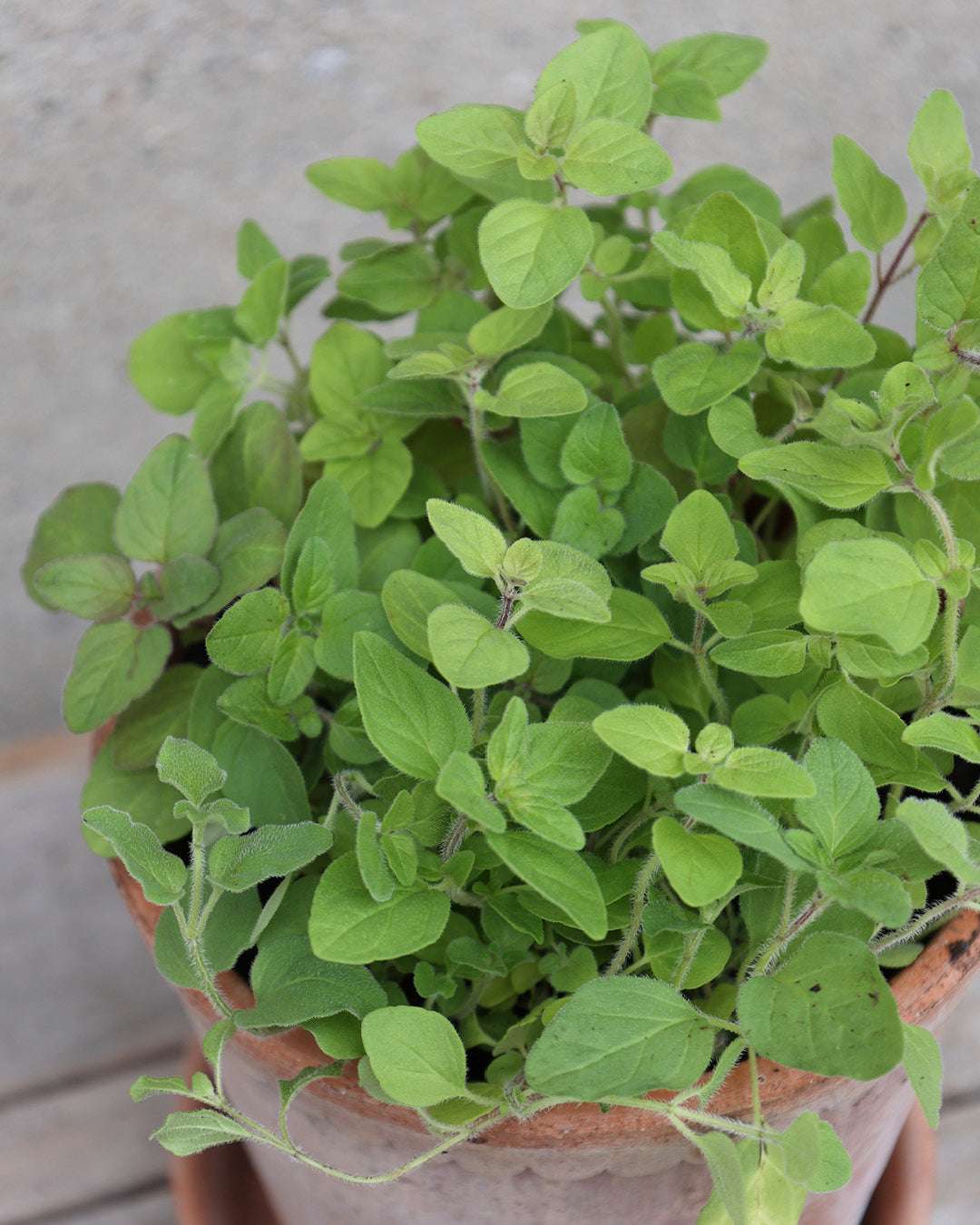 Oregano 'Greek Oregano' – Origanum heracleoticum