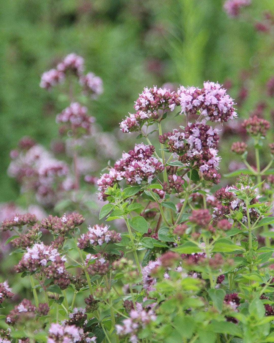 Oregano 'Greek Oregano' – Origanum heracleoticum