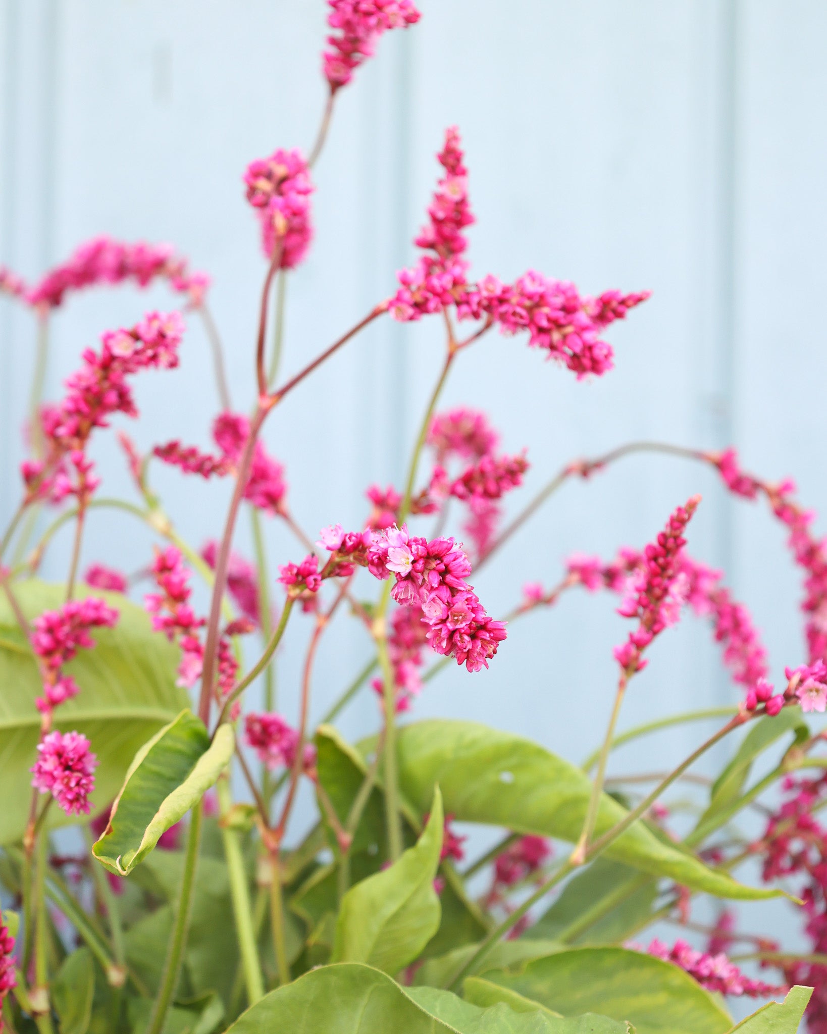 Leuchtend pinke Blütenähren des Orientalischen Knöterichs ‚Cerise Pearls‘ mit lebendiger Wirkung.