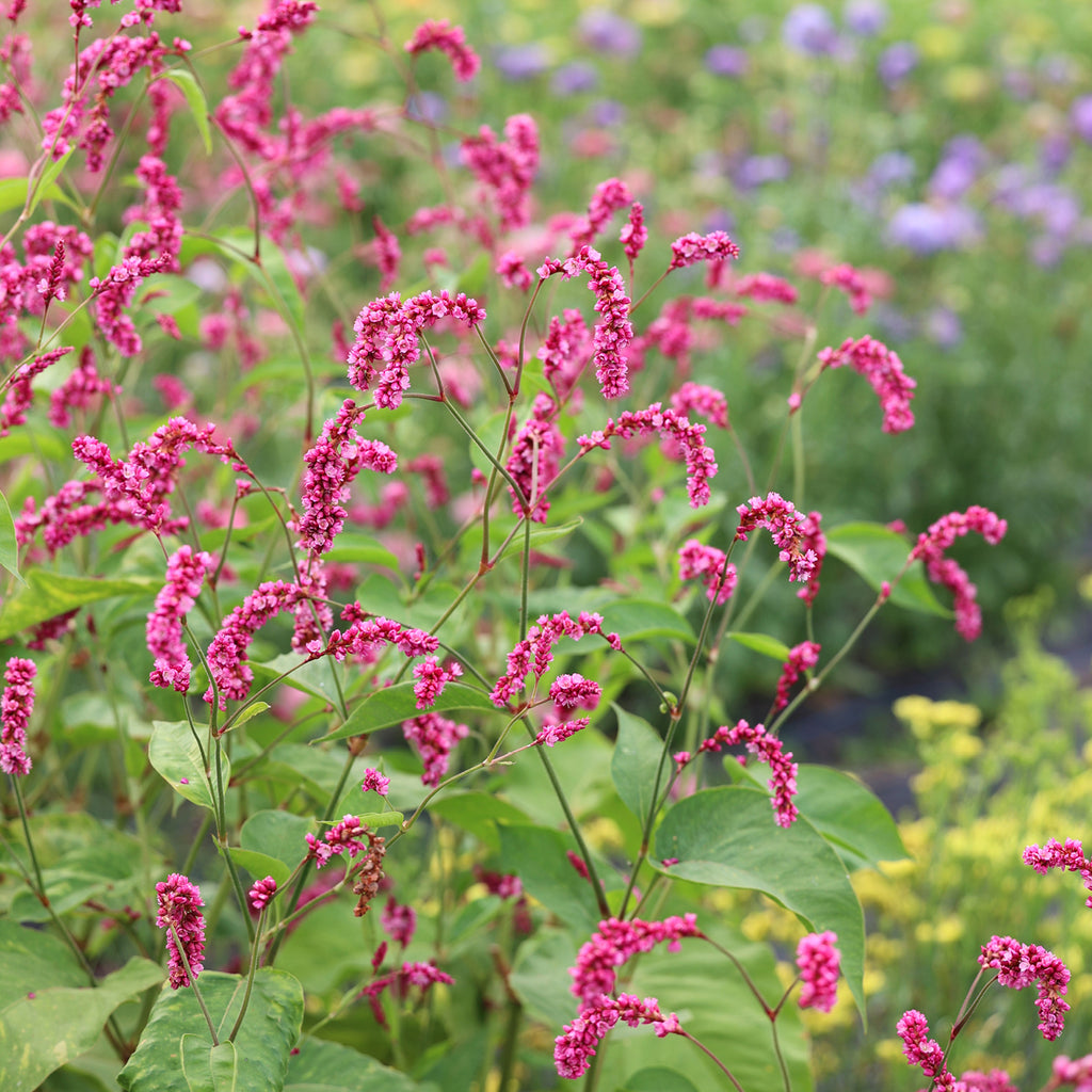 Bluehende Pflanze Orientalischer Knöterich 'Cerise Pearls' Persicaria orientalis aus der Gartenzauber-Saatgutserie