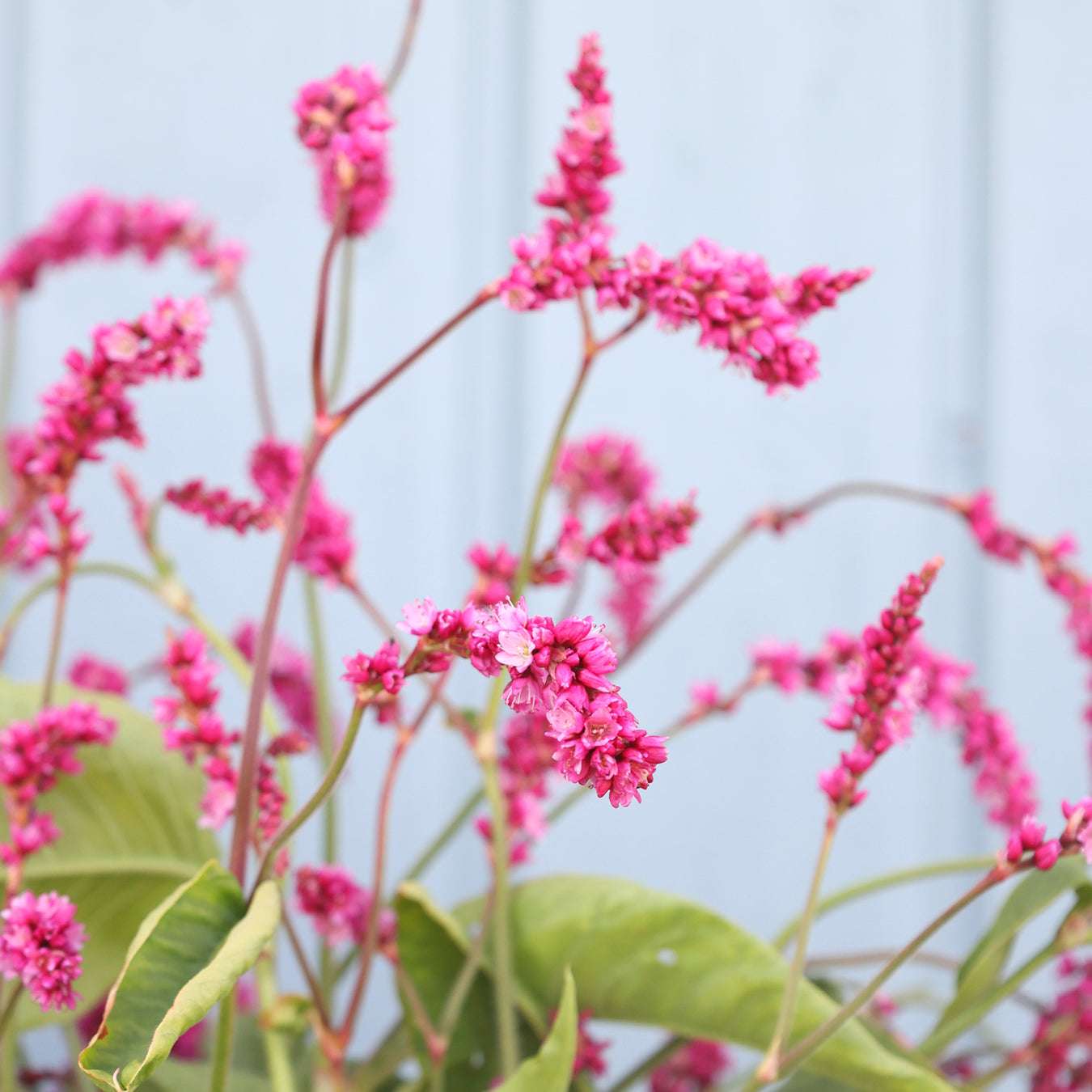 Bluehende Pflanze Orientalischer Knöterich 'Cerise Pearls' Persicaria orientalis aus der Gartenzauber-Saatgutserie
