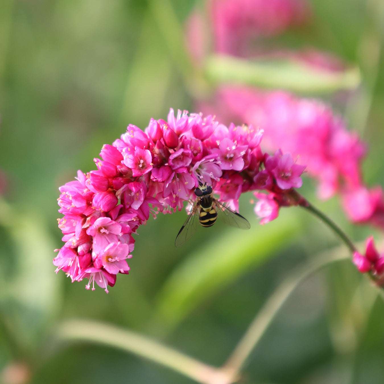 Bluehende Pflanze Orientalischer Knöterich 'Cerise Pearls' Persicaria orientalis aus der Gartenzauber-Saatgutserie